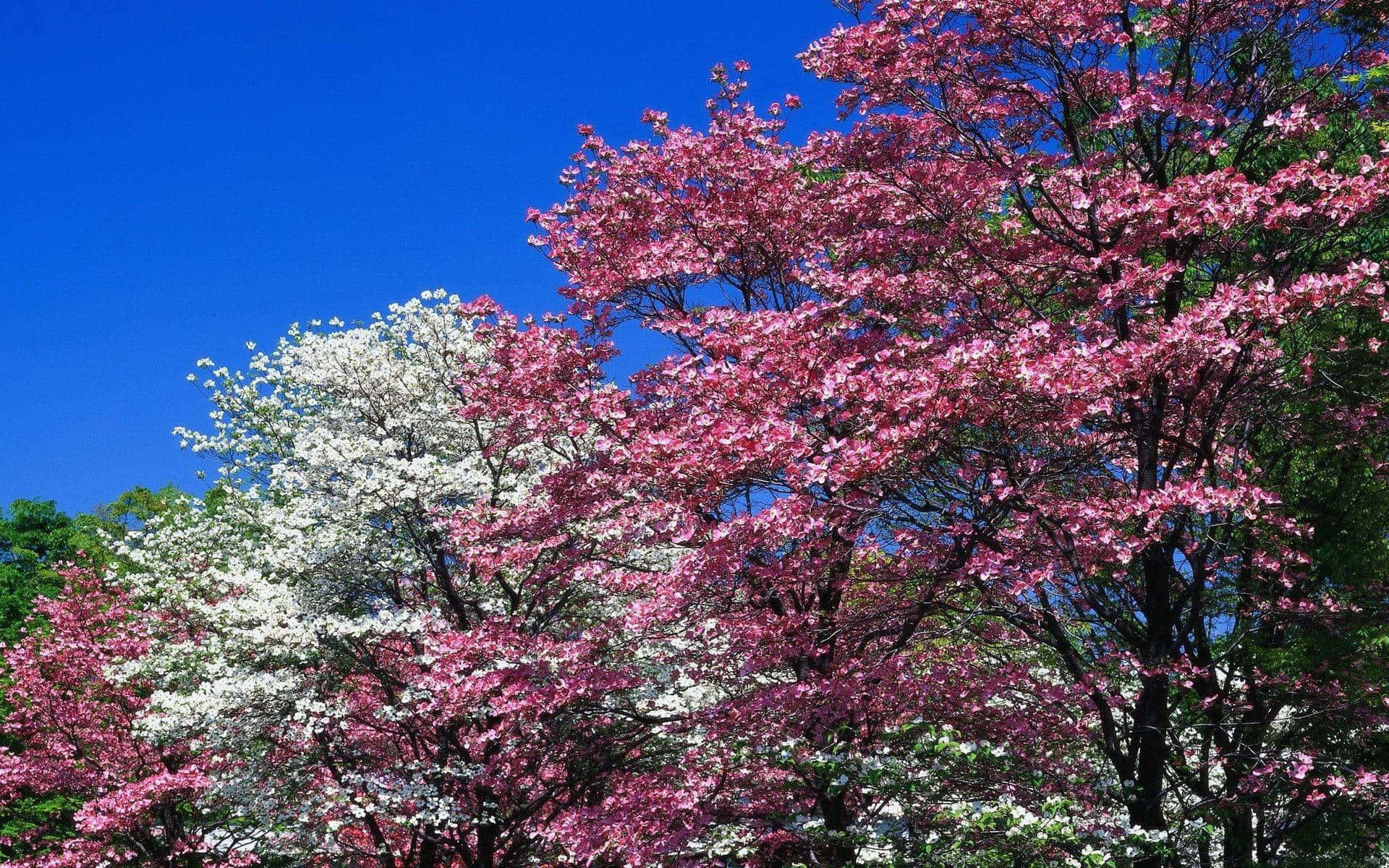 Enchanting Flower Tree Blossoms in Spring Wallpaper