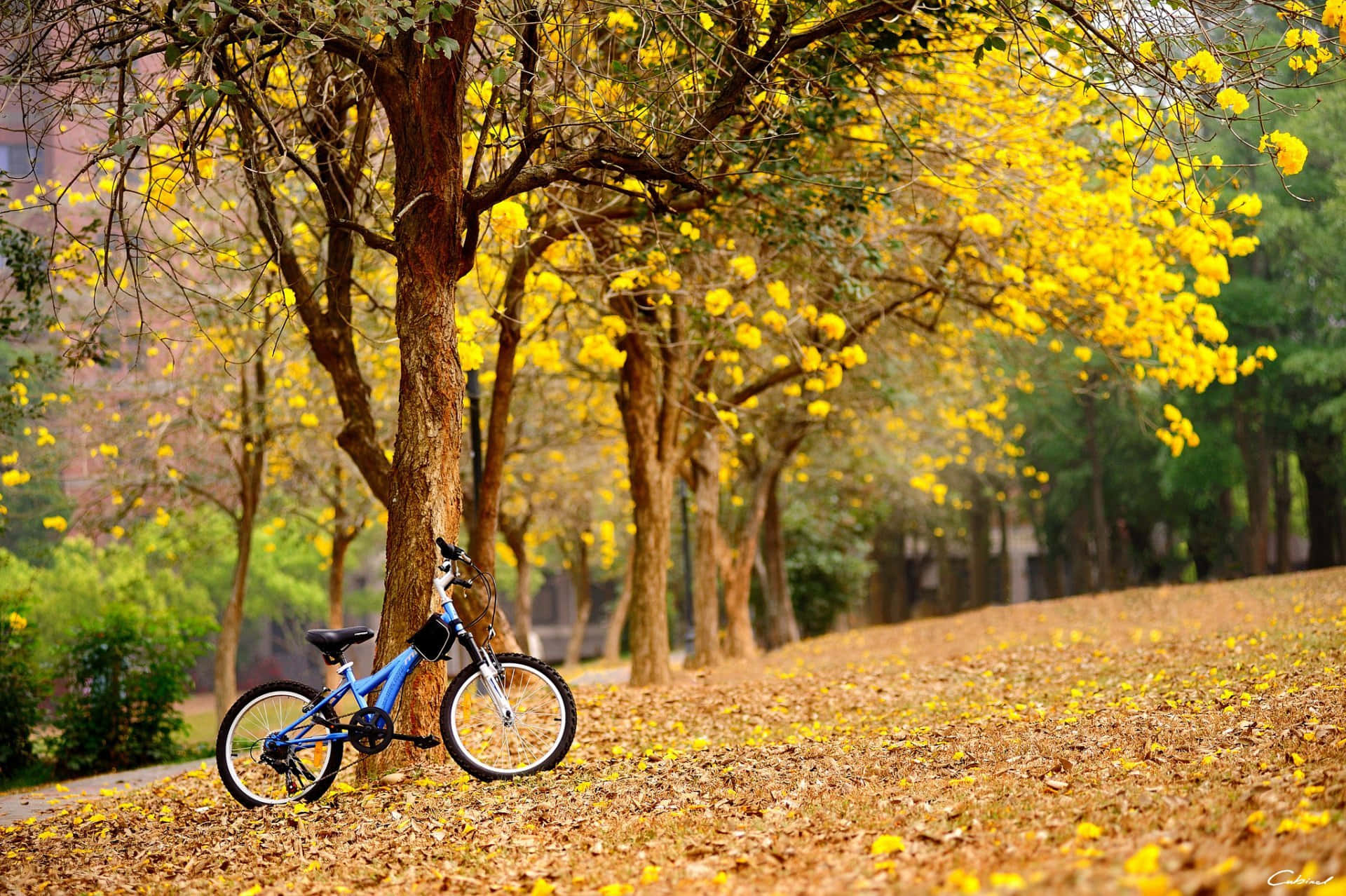 Enchanting Flower Tree in a Serene Park Wallpaper