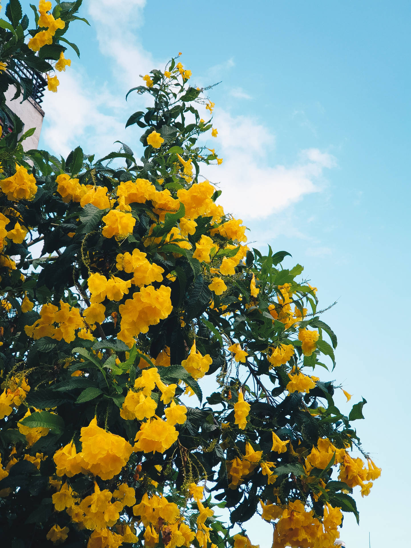 Flower Tree Yellow Hd Iphone Wallpaper