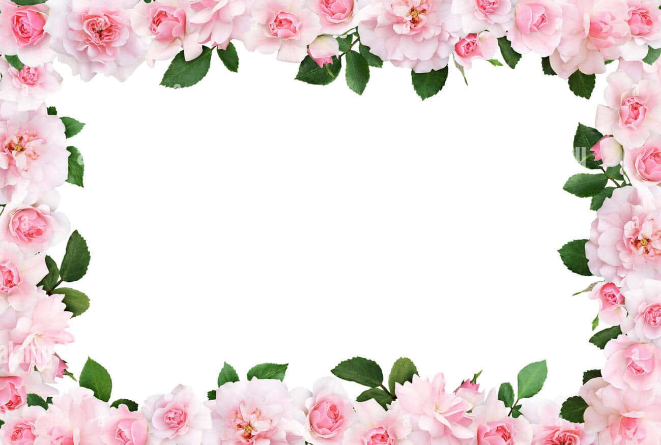 Pink Roses Frame On White Background