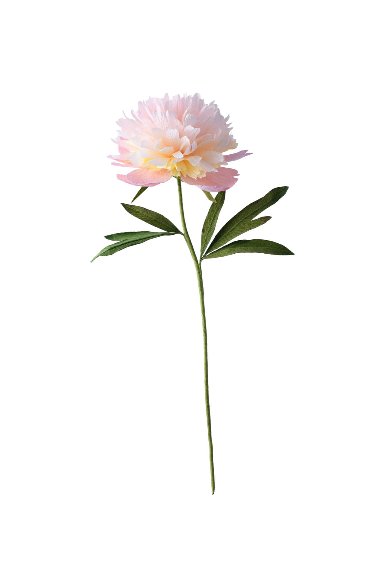 A Pink Flower Is On A Stem Against A White Background
