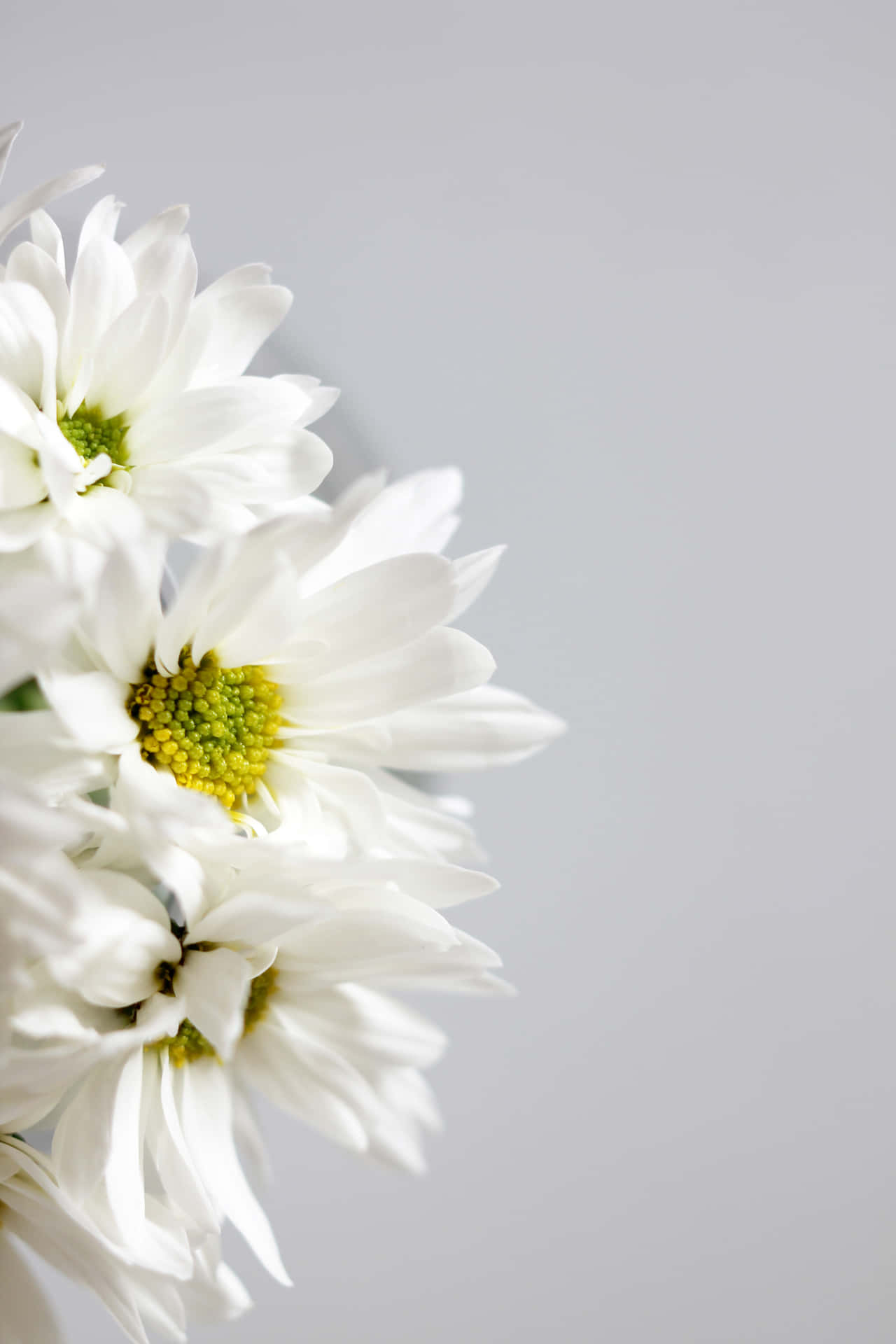 White Daisies In A Vase On A Gray Background