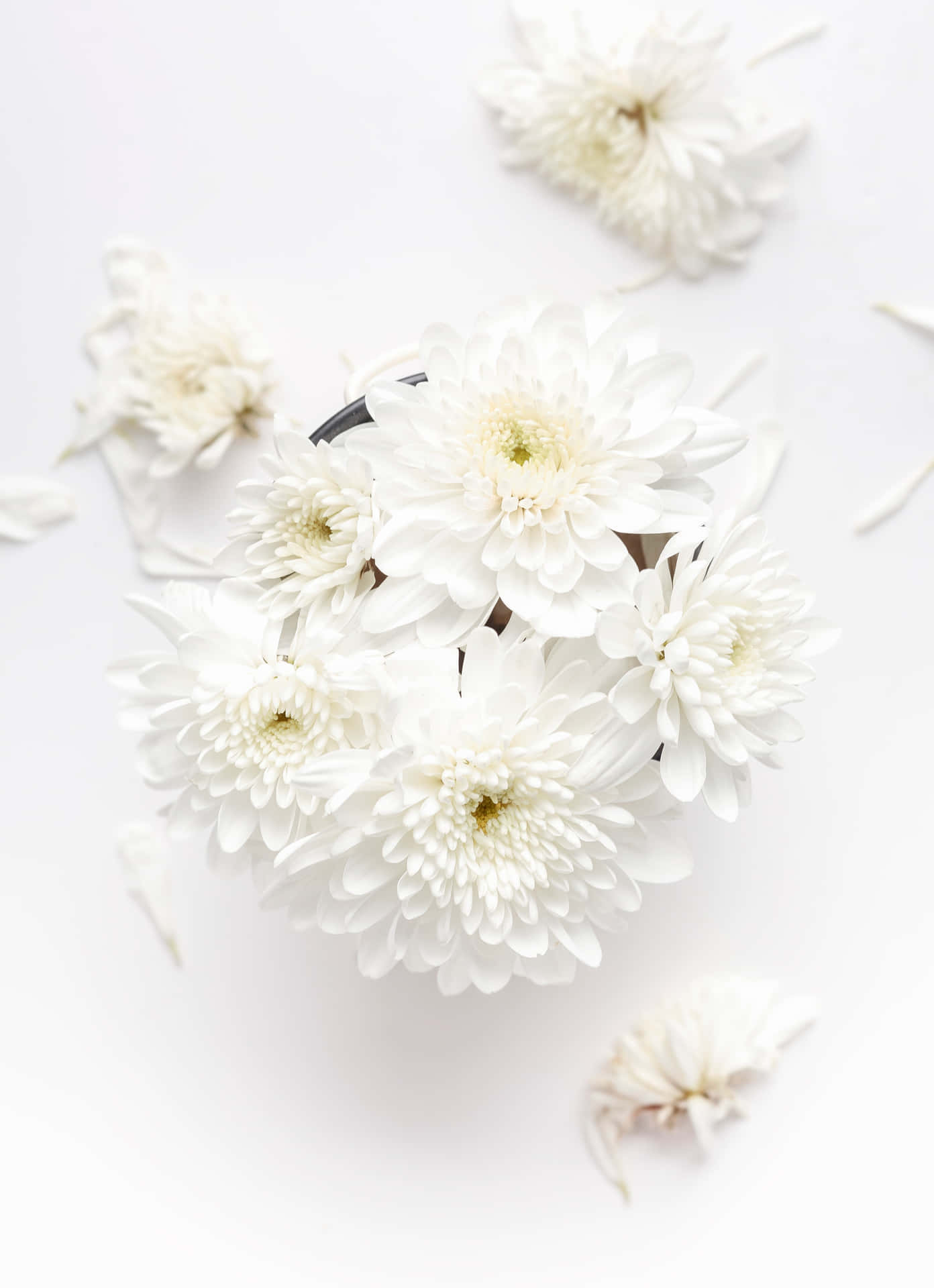 White Flower on Plain Background