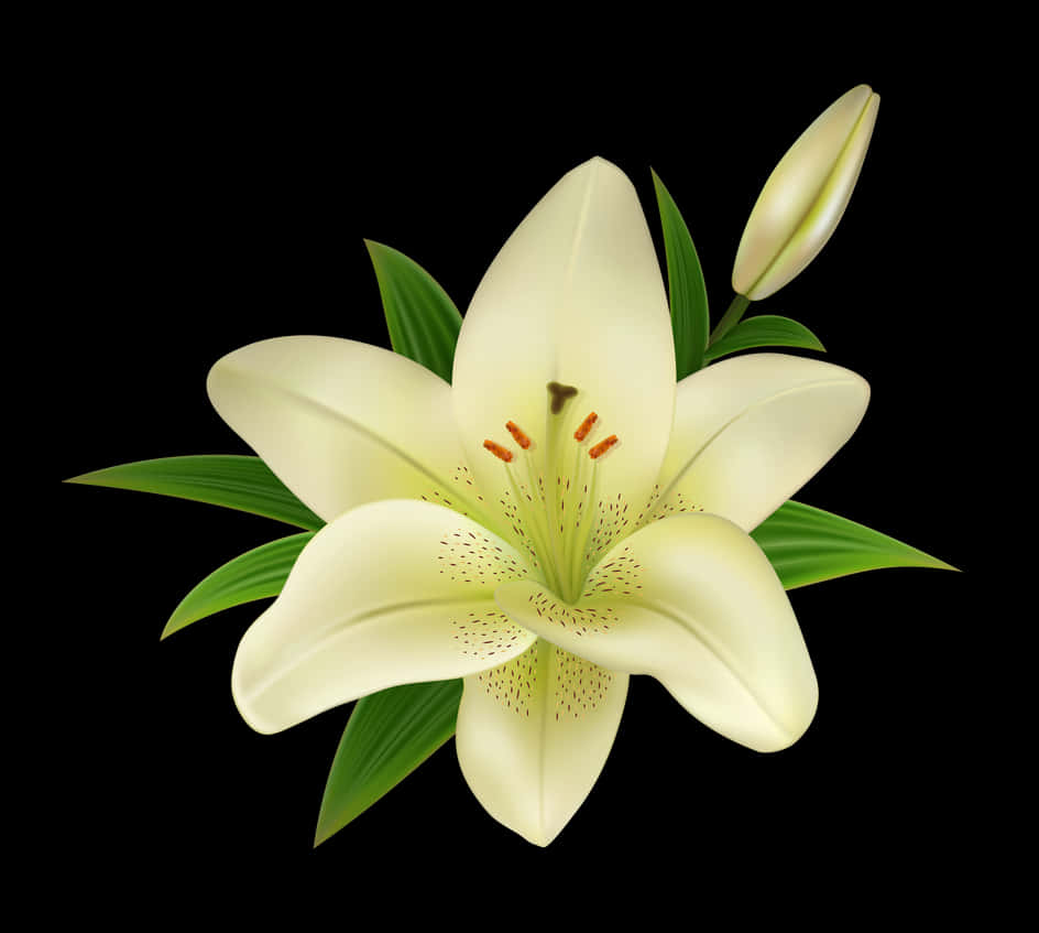 White Lily On Black Background