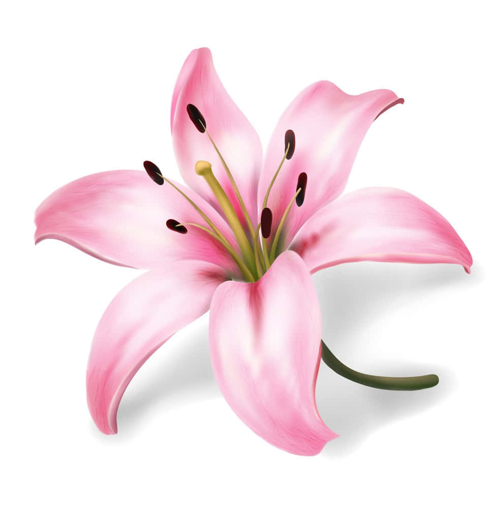 A Pink Lily On A White Background