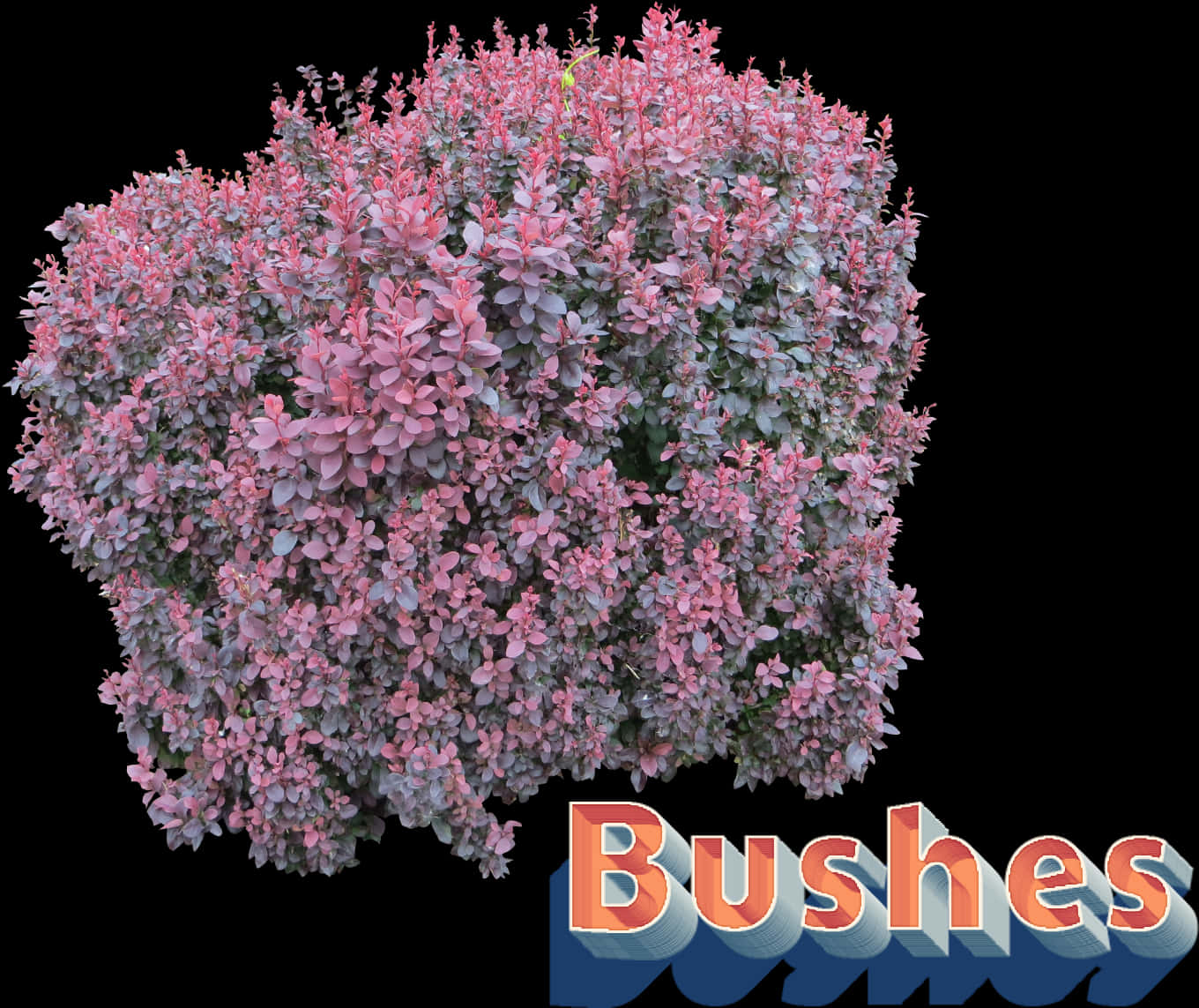 Flowering Bush Graphic PNG