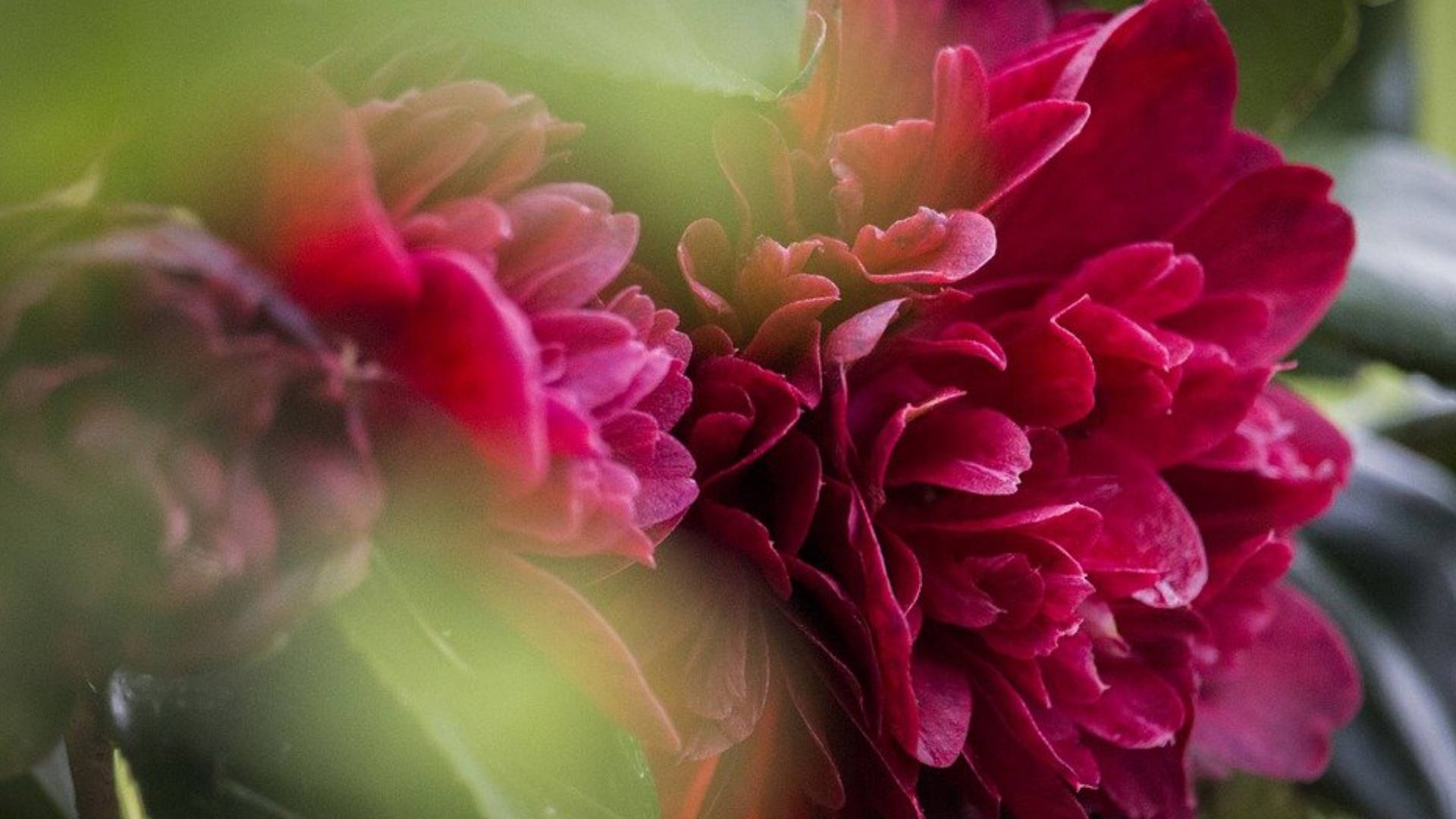 Plantaen Flor Camellia Sasanqua Fondo de pantalla
