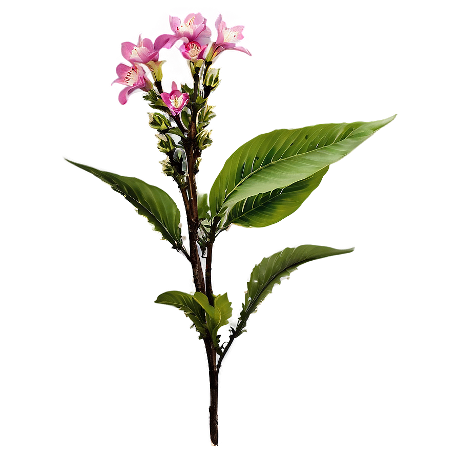 Flowering Plant Png 05032024 PNG