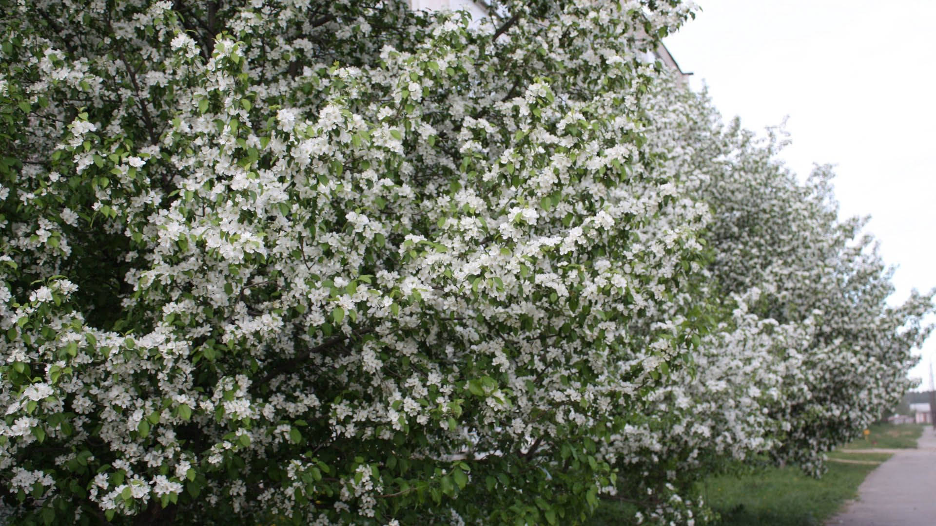 Flowering Spring Trees Wallpaper