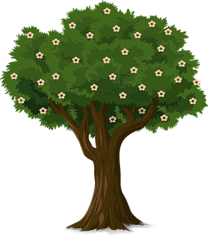 Flowering Tree Illustration PNG