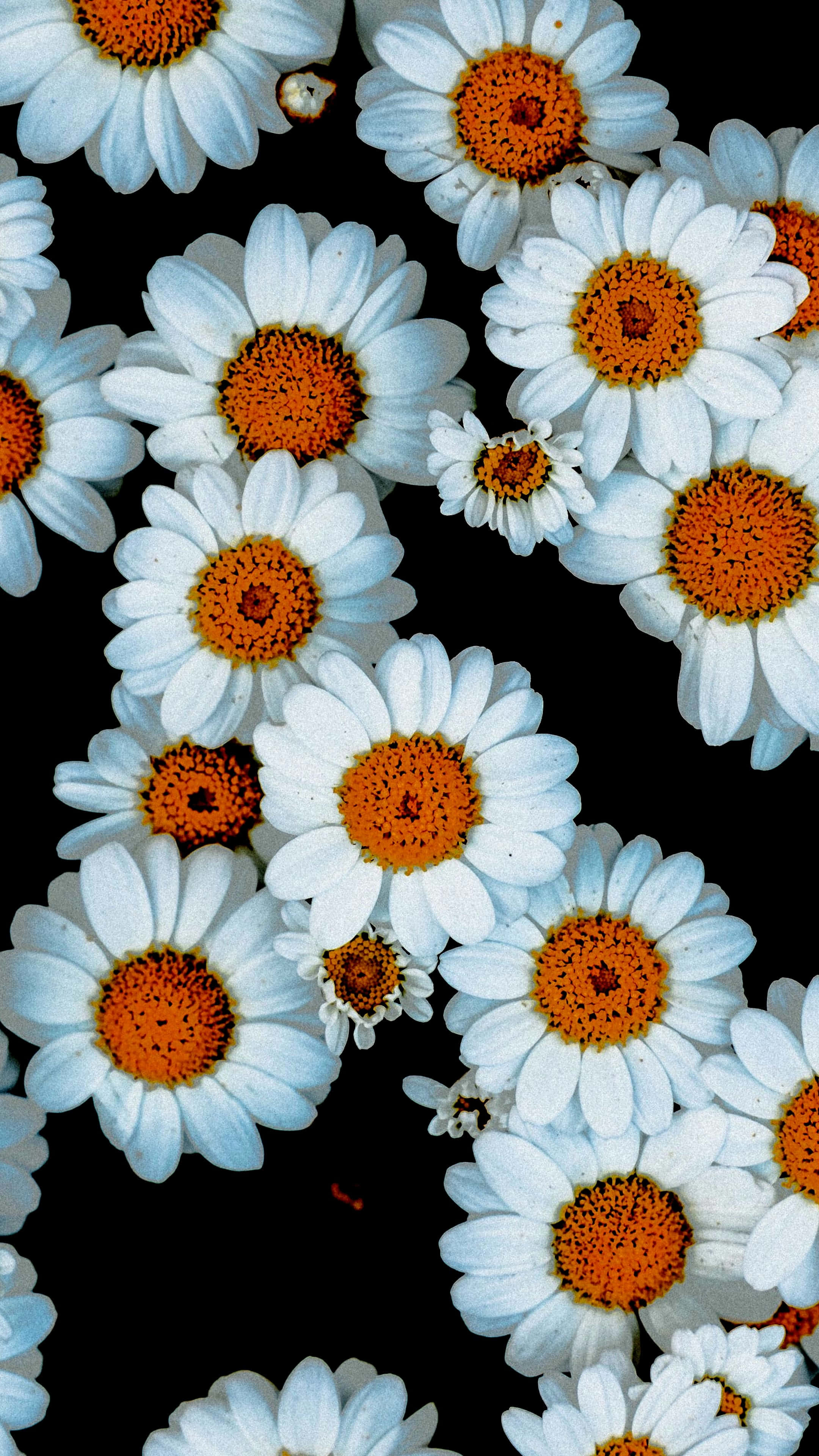 Flowers 2160 X 3840 Background
