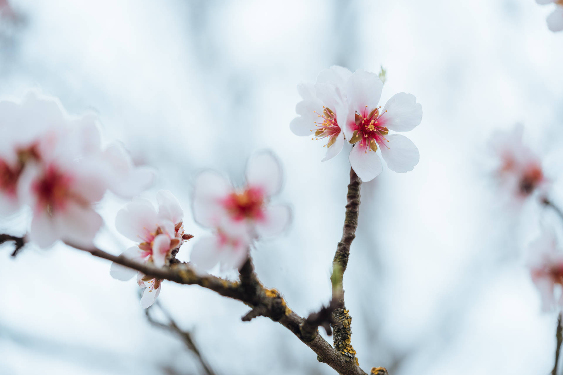 Flowers 4k White Almond Blossoms Wallpaper
