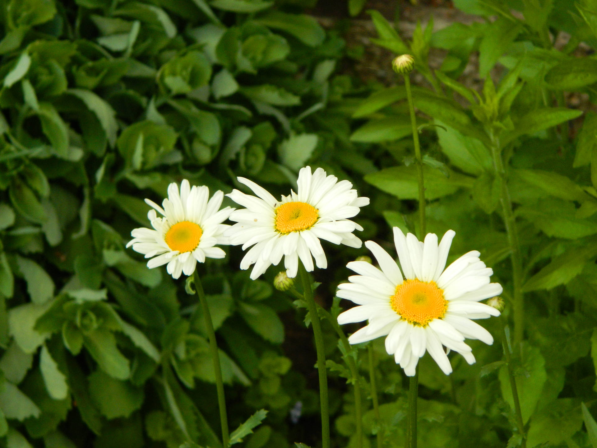 Flowers 4k White Daisies Wallpaper