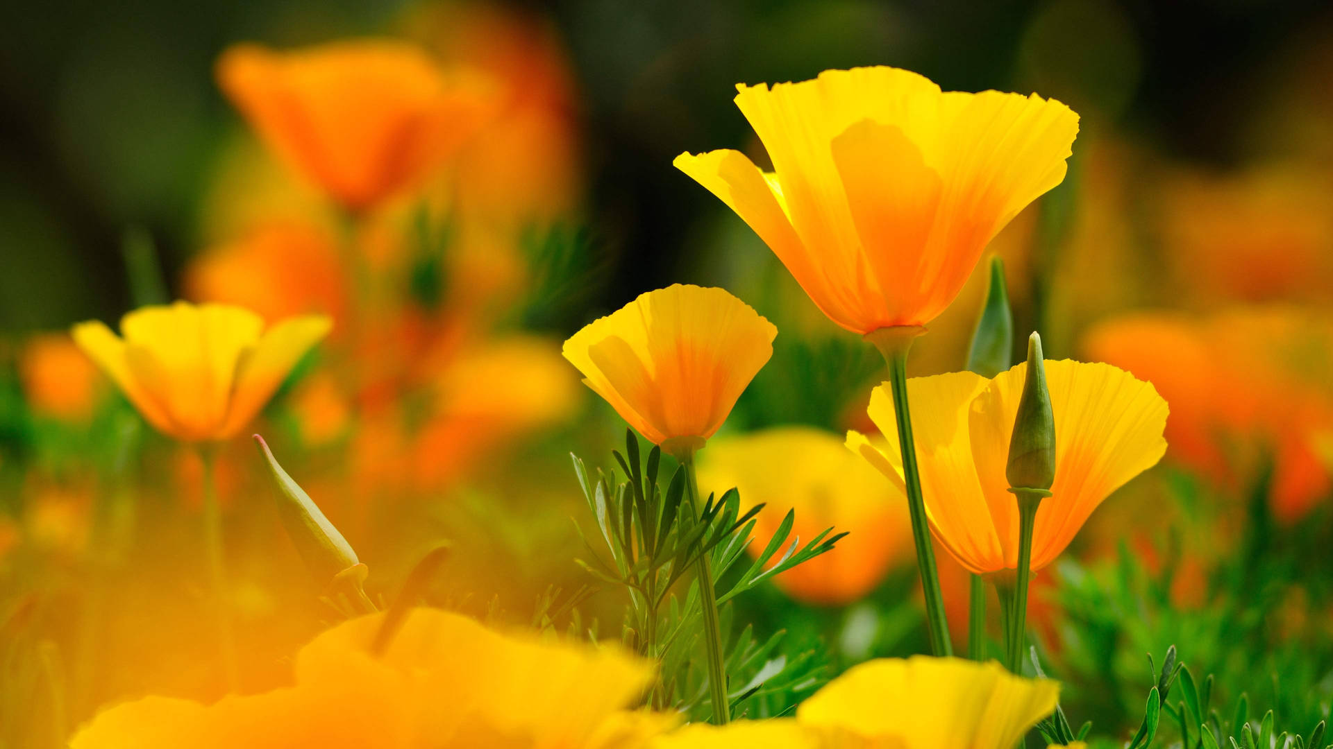 Flores4k Tulipanes Amarillos Fondo de pantalla