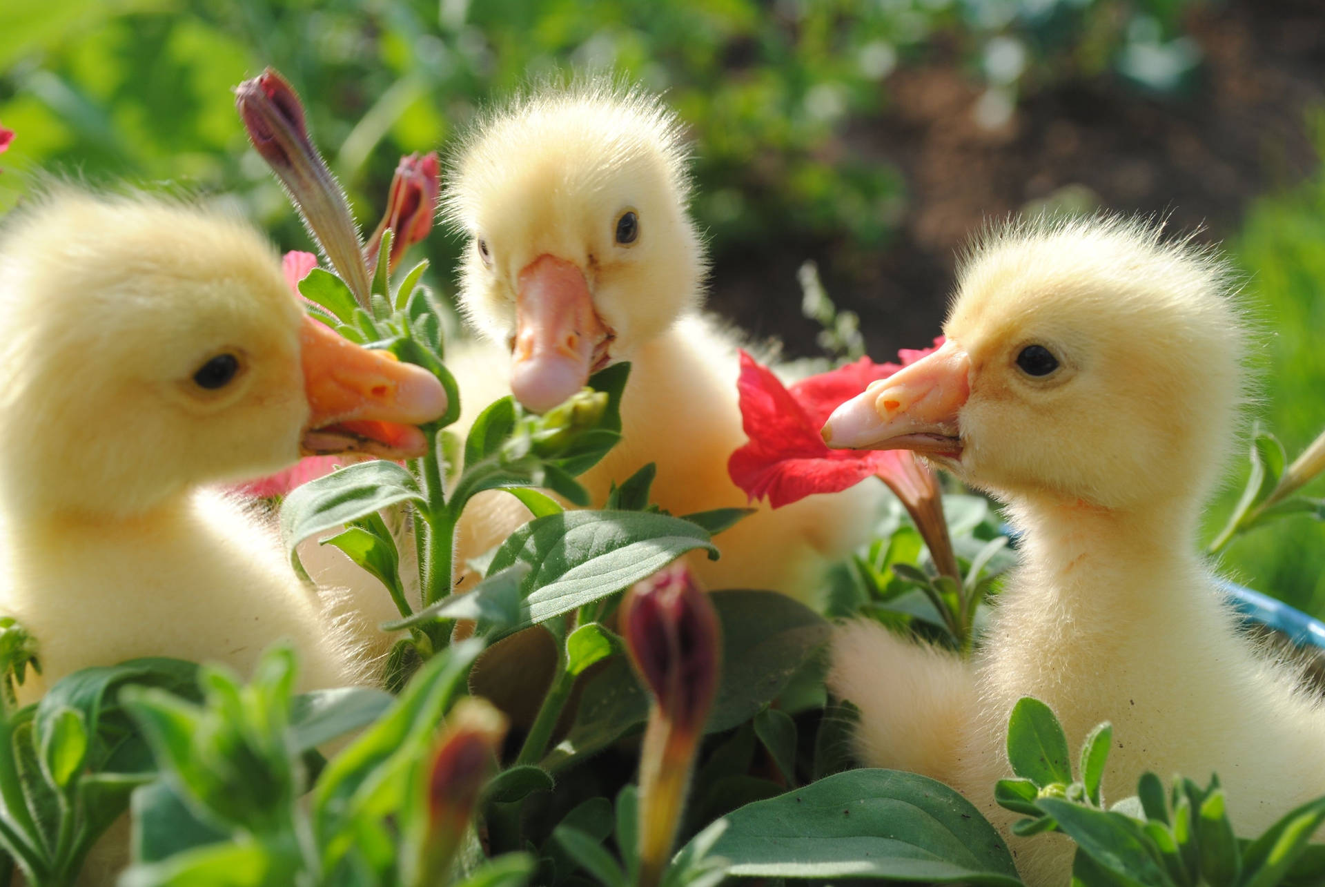Flowers And Ducks