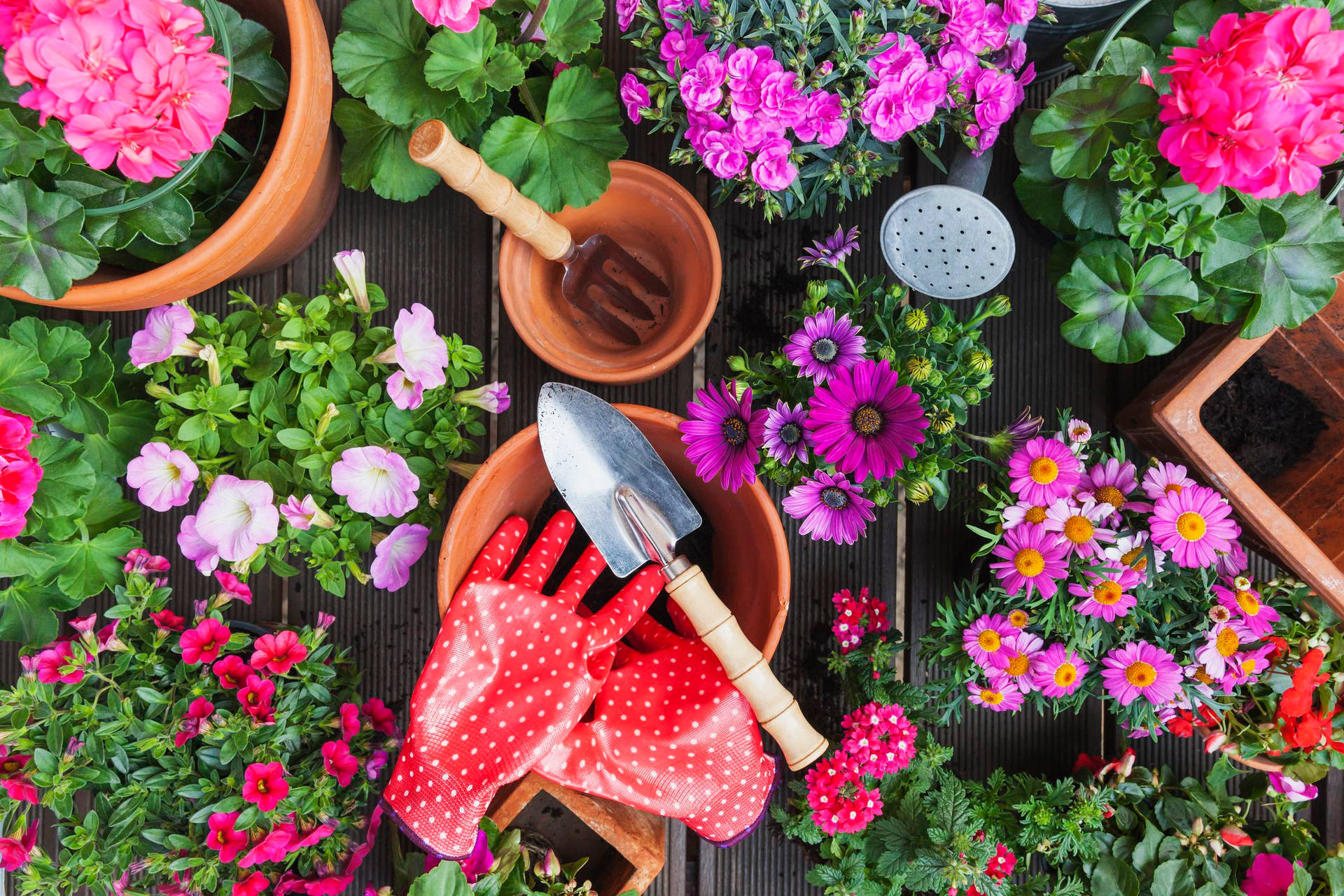 Flowers And Gardening Tools Photography Wallpaper