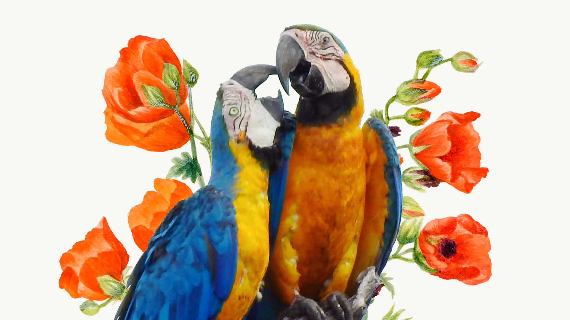 Flowers And Parrot Wallpaper
