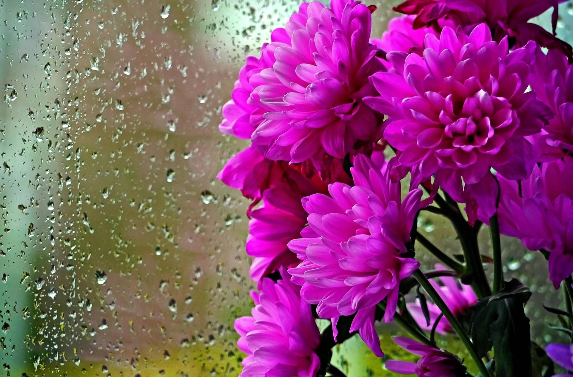 Flowers And The Beautiful Rain Wallpaper
