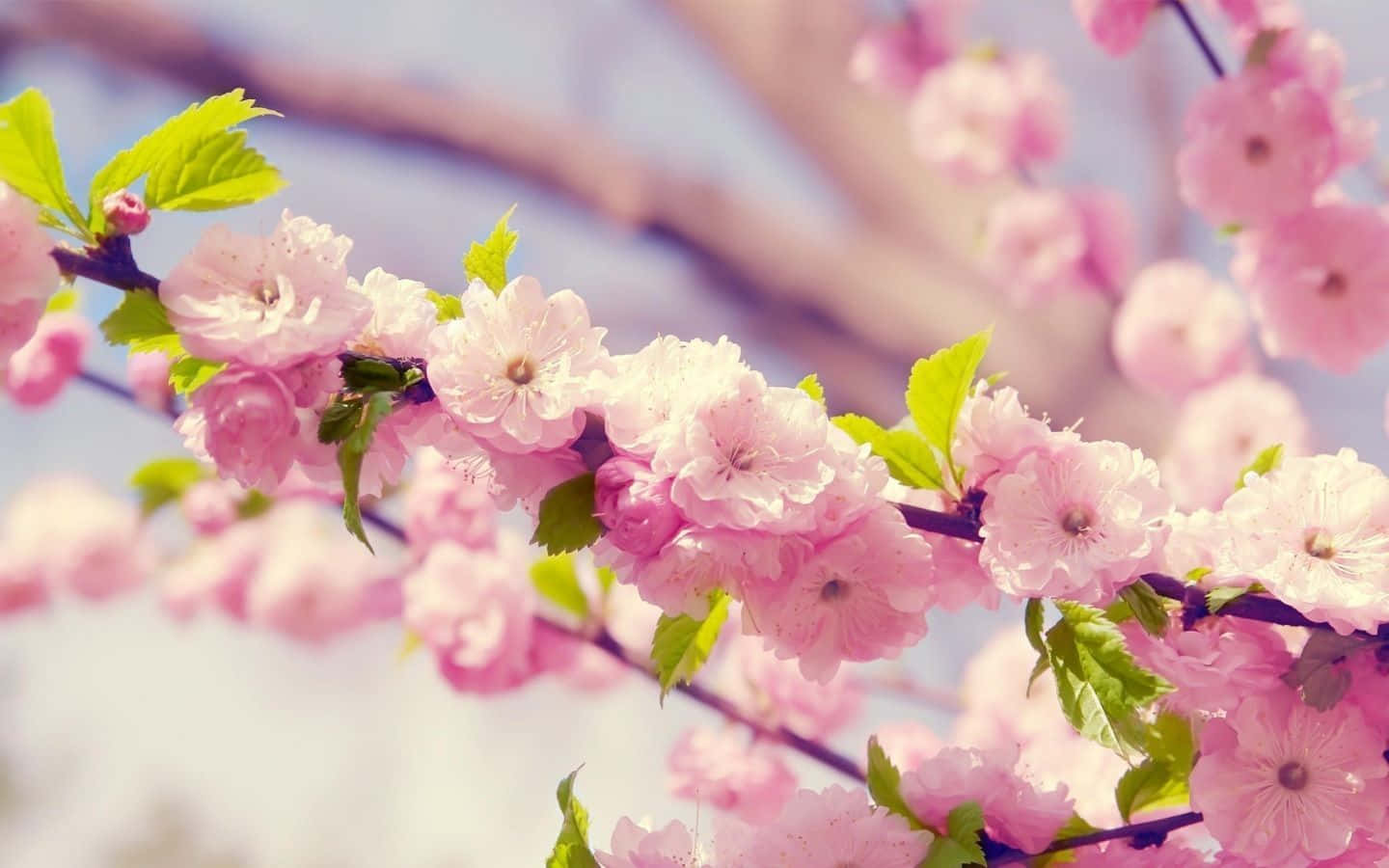 Pink Cherry Blossoms On A Branch With Green Leaves Wallpaper