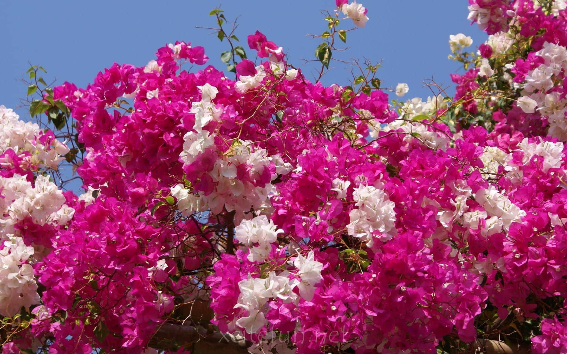 Bougainvilleaett Vackert Blommande Träd