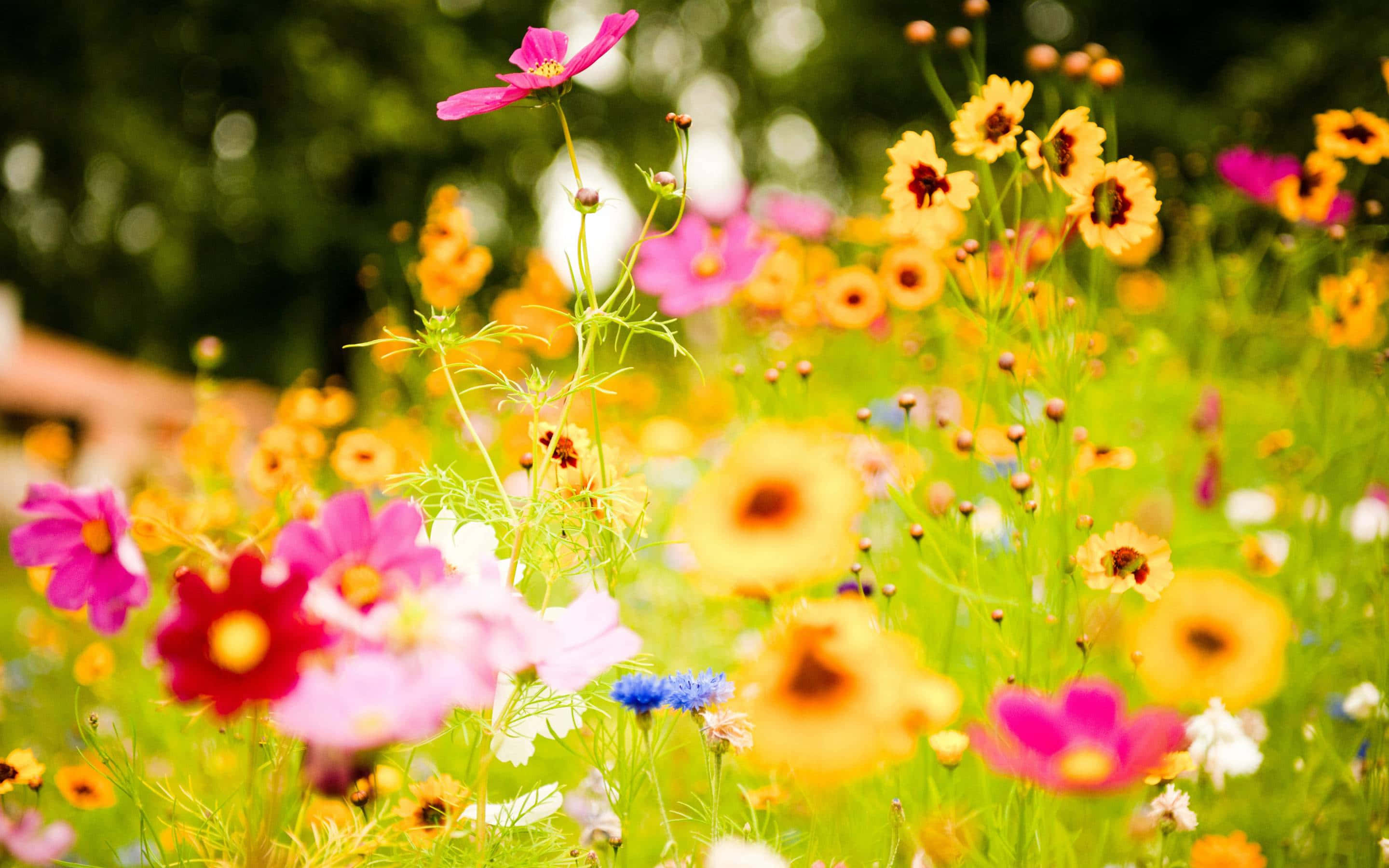 Enäng Av Färgglada Blommor I Solen
