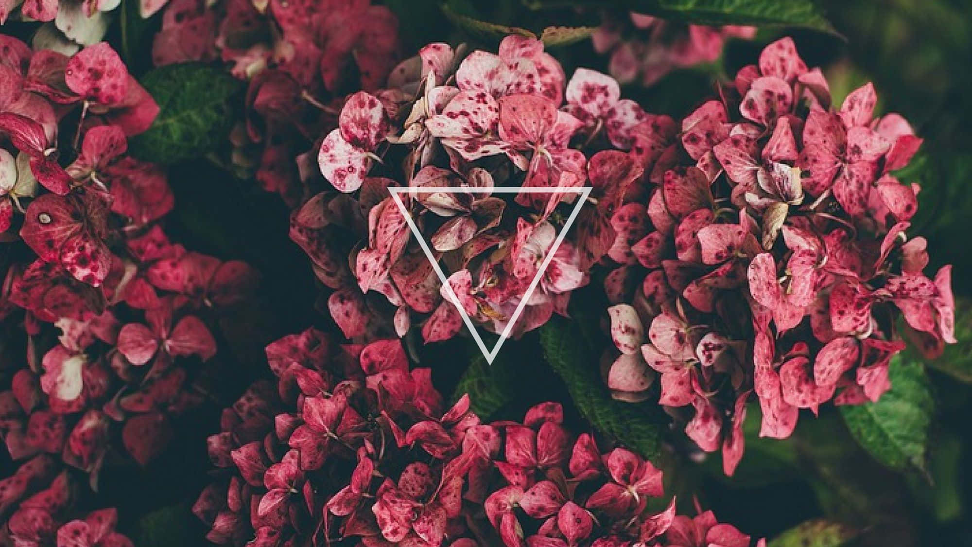 a triangle is shown in the middle of pink flowers Wallpaper