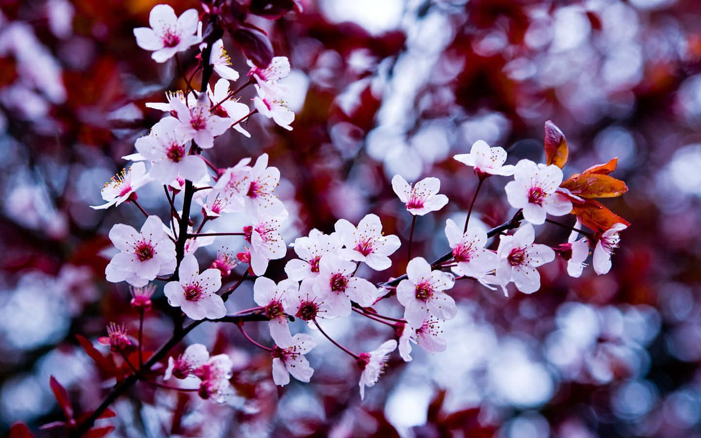 a tree with pink flowers Wallpaper