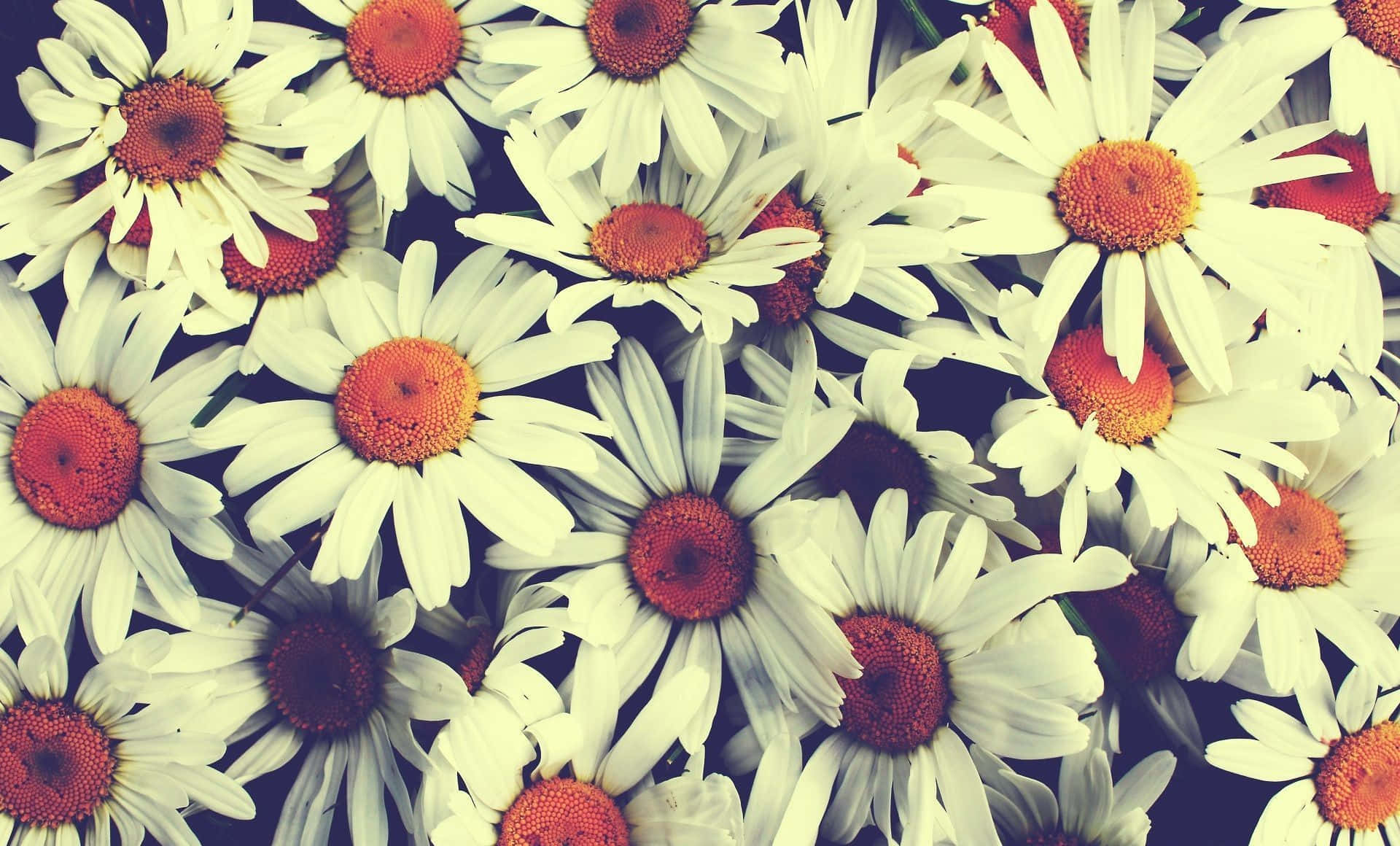 a close up of white daisies with orange centers