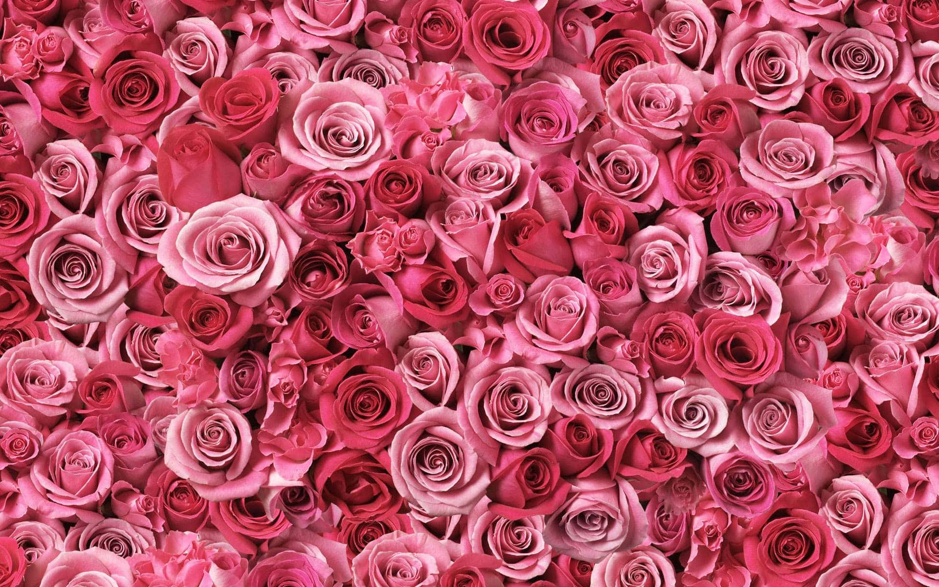 Einegroße Rosa Rosenwand