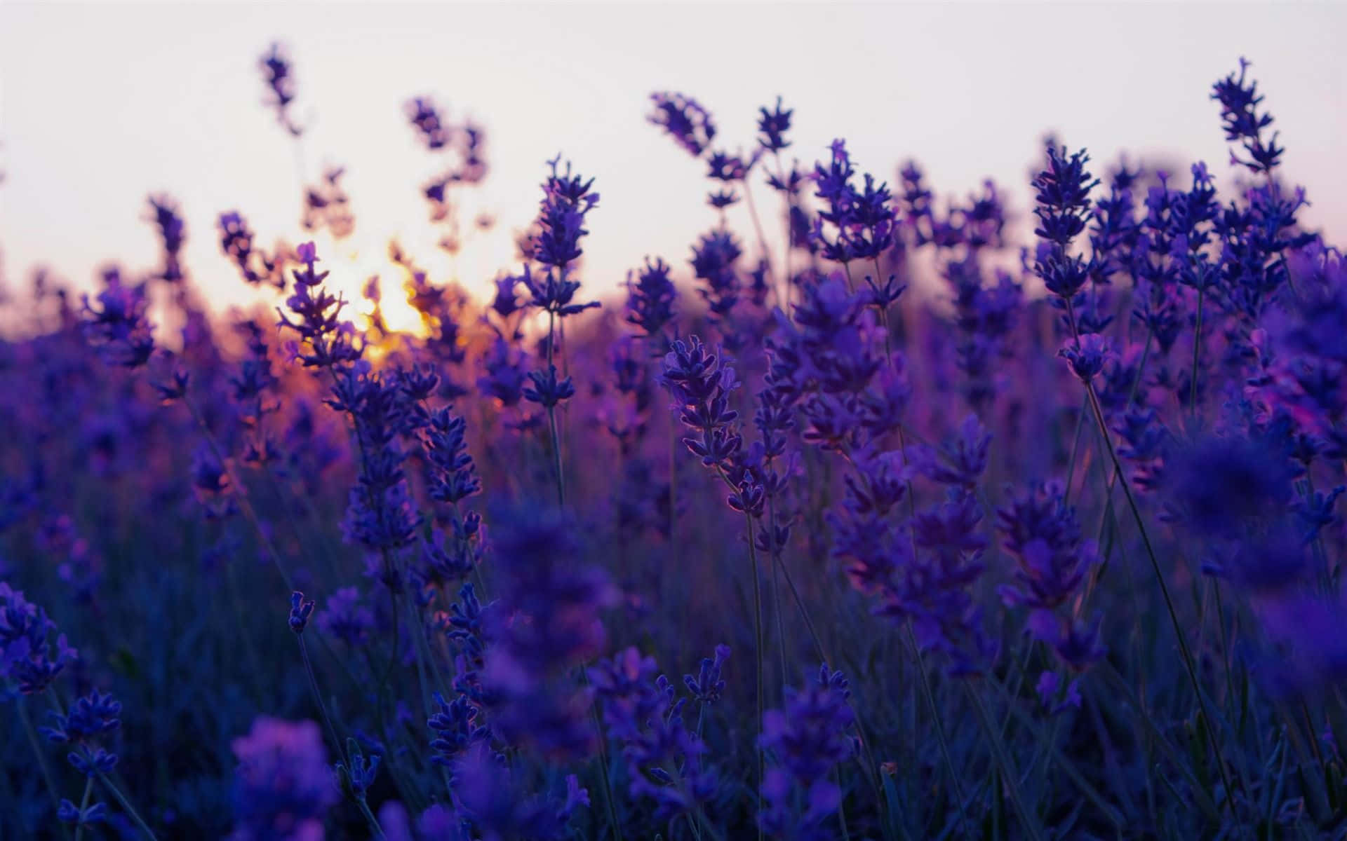 Lavendelfältvid Solnedgången