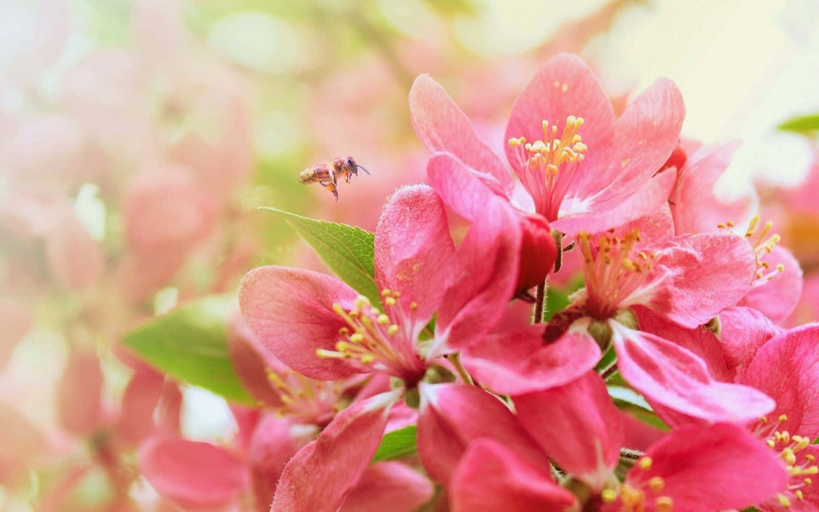 a pink flower with a bee flying around it