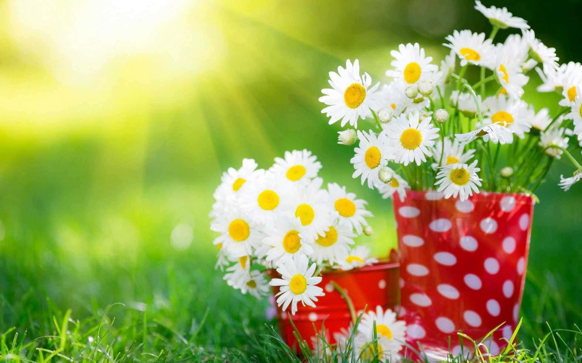daisies in red polka dot vases on grass