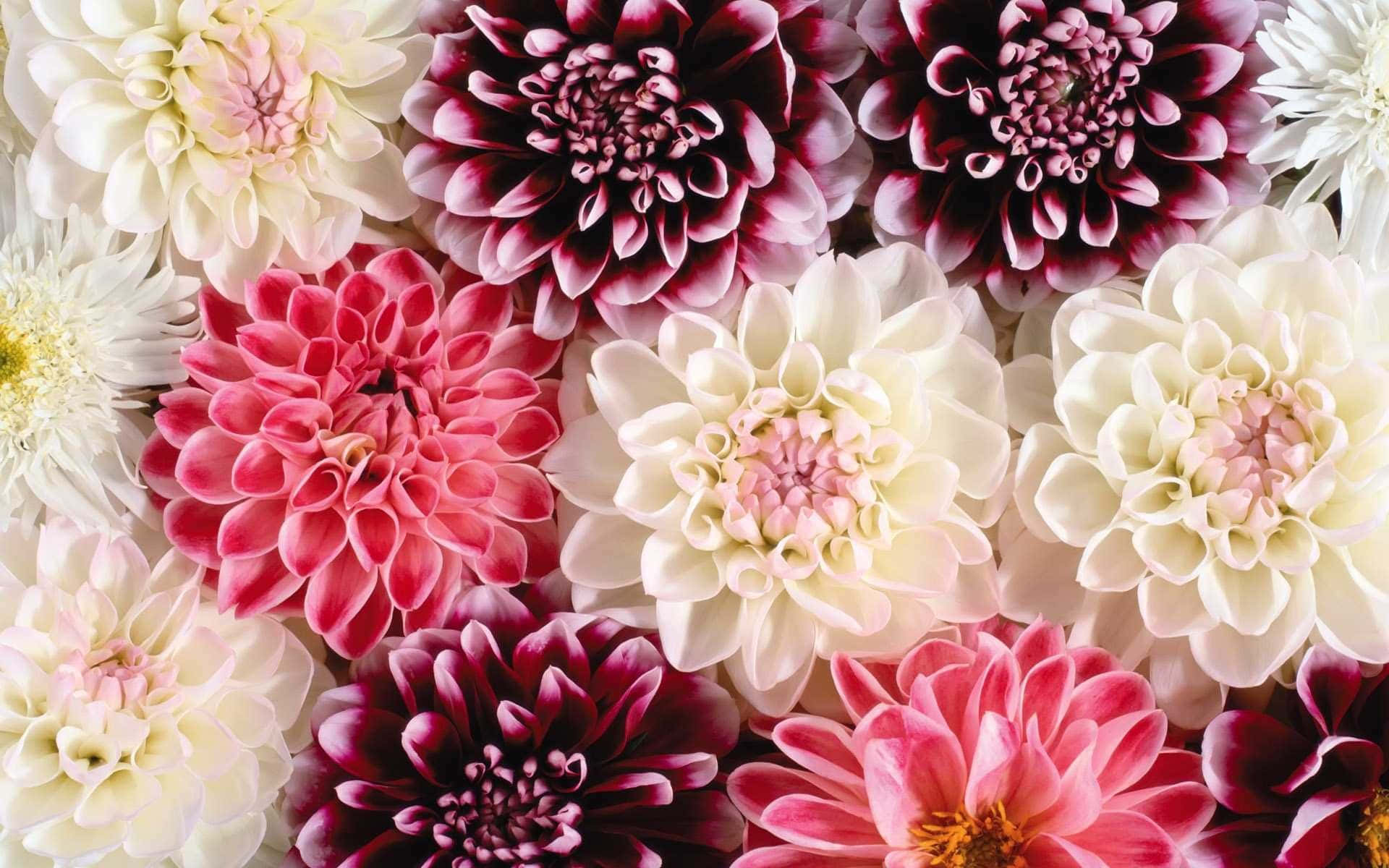 a bunch of pink and white dahlia flowers Wallpaper