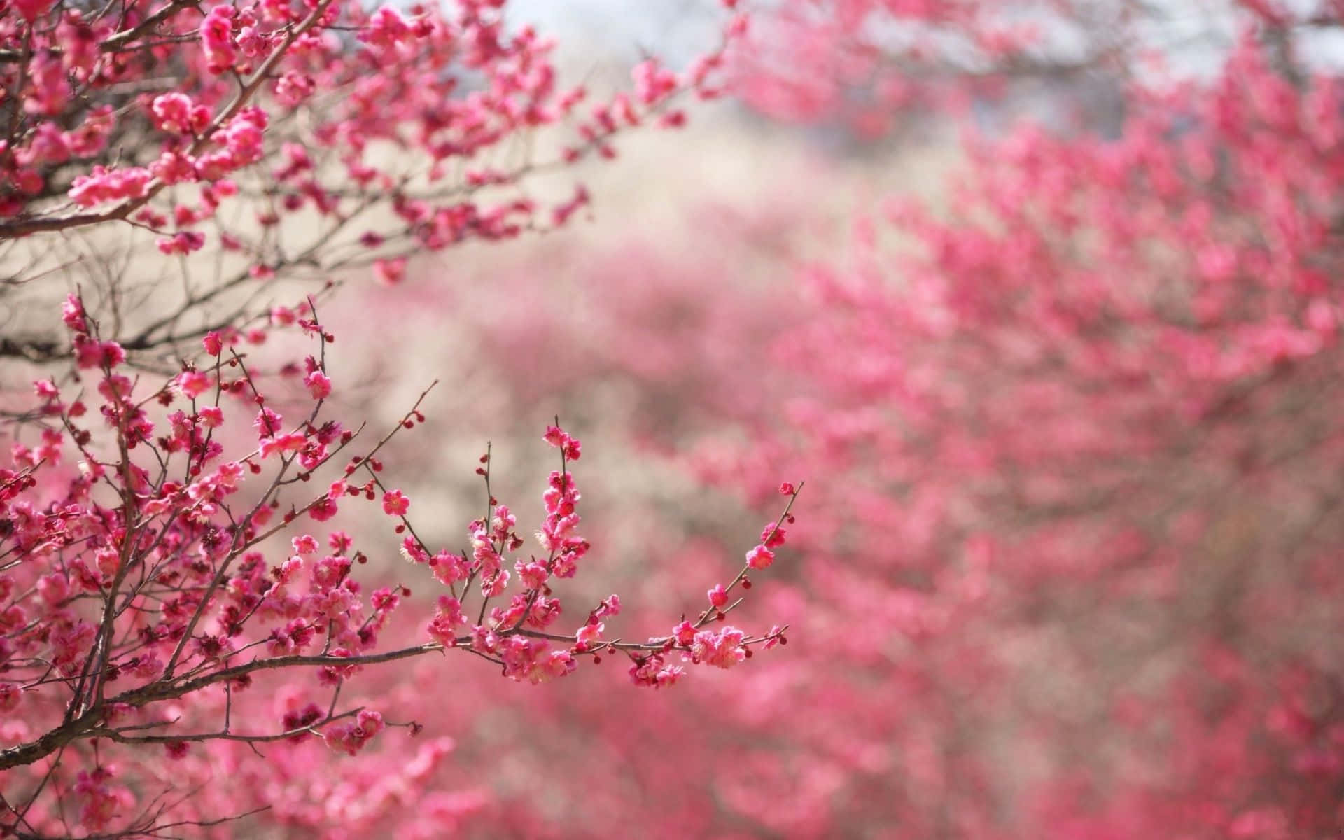 Etlyserødt Træ Med Lyserøde Blomster I Baggrunden.