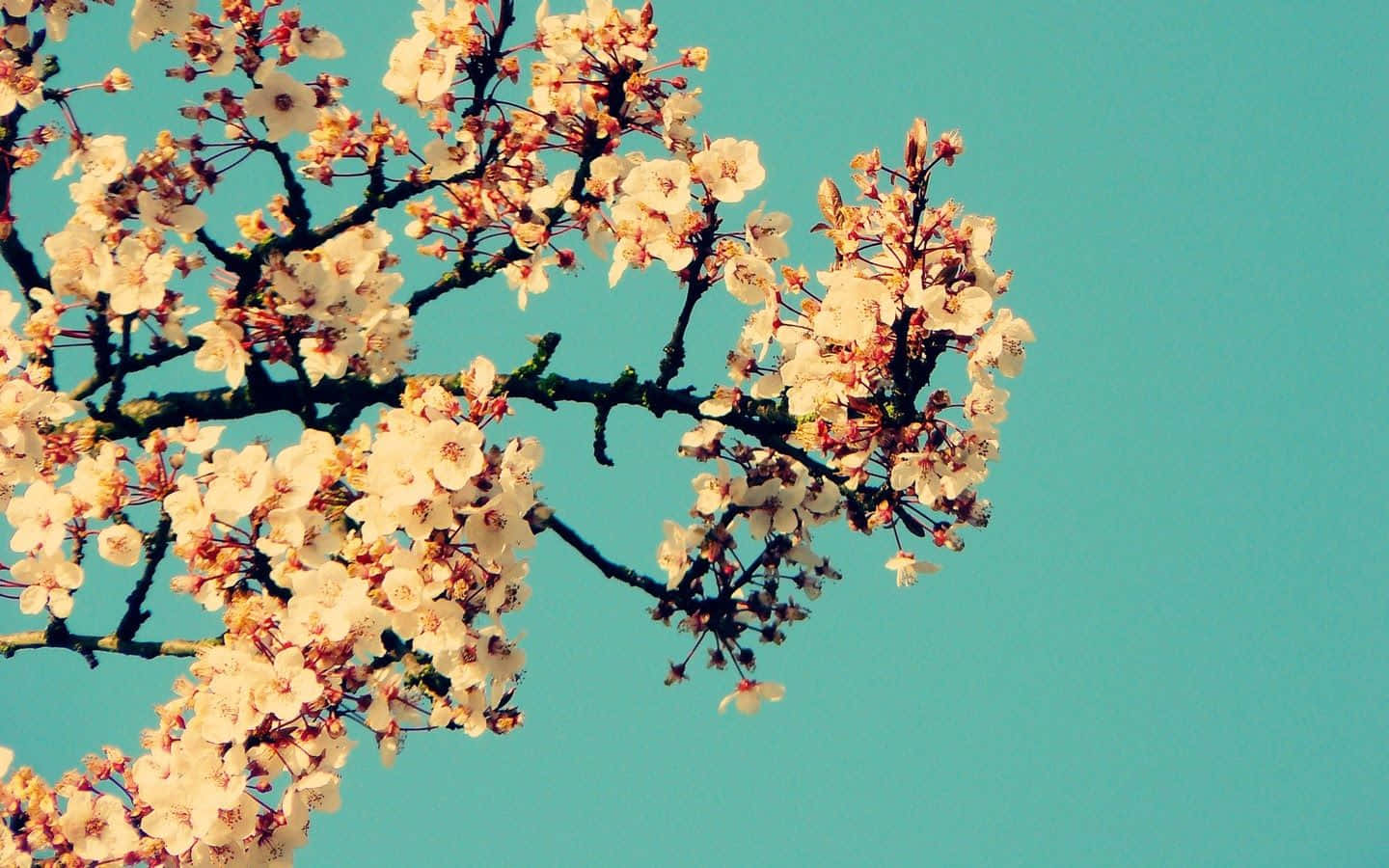 Einbaum Mit Weißen Blüten Vor Einem Blauen Himmel.