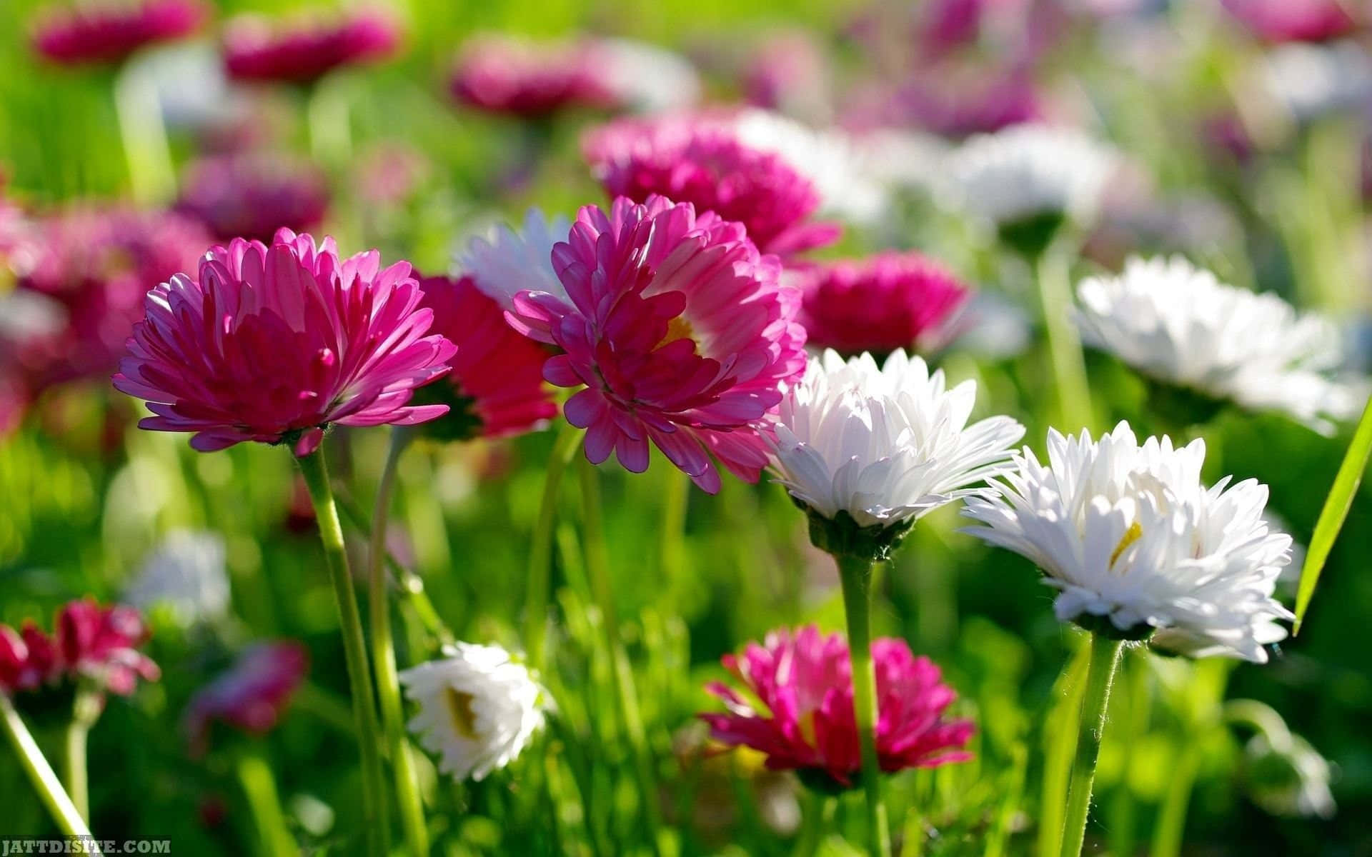a field of pink and white flowers in the grass