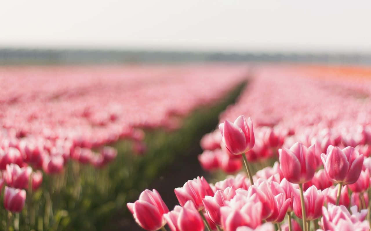 a field of pink tulips in the field