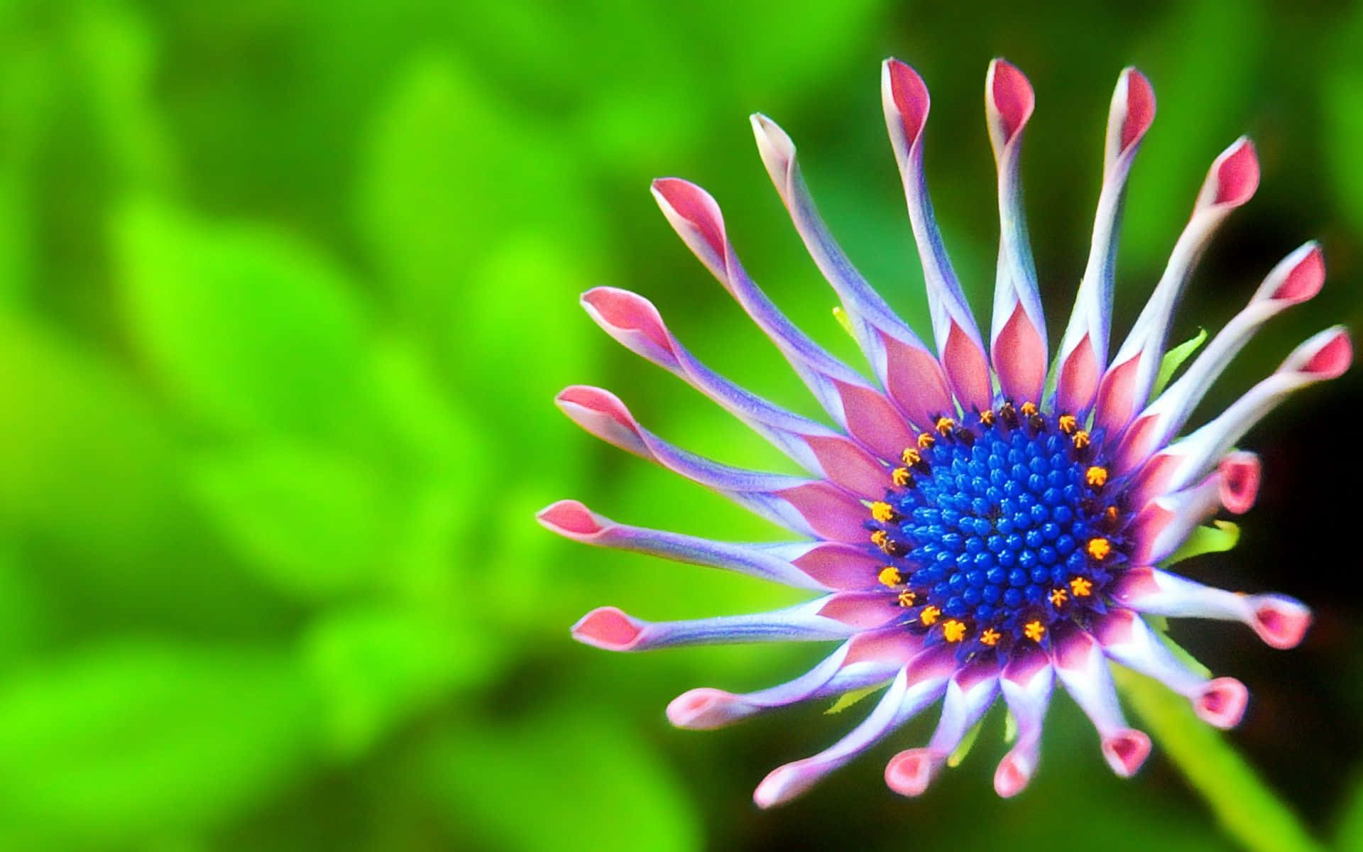 Eineblume Mit Blauen Und Pinkfarbenen Blütenblättern Im Hintergrund