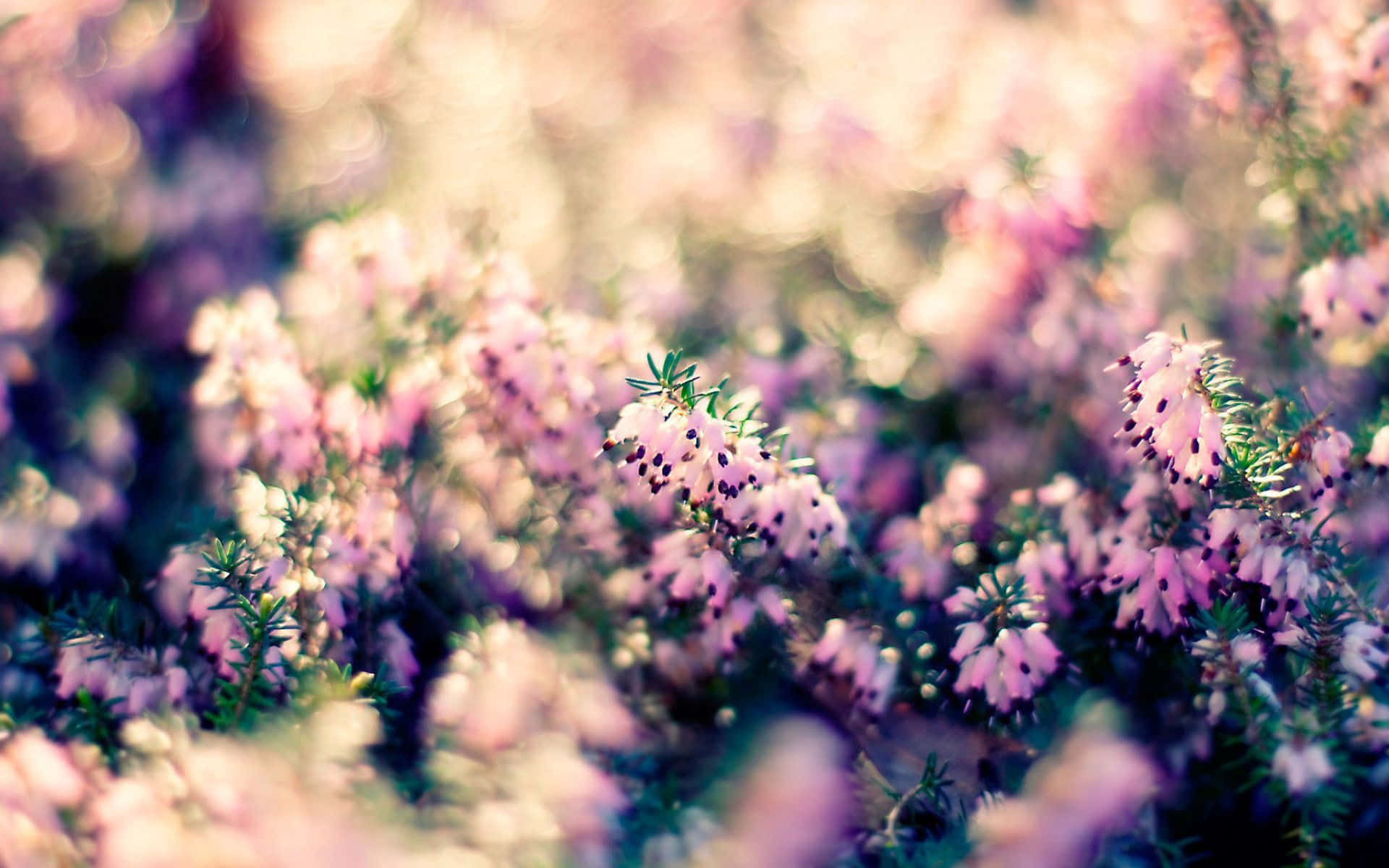 a field of pink flowers with a blurred background