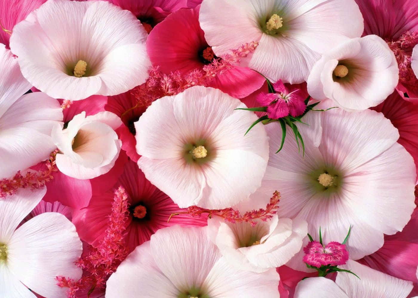 a close up of pink and white flowers