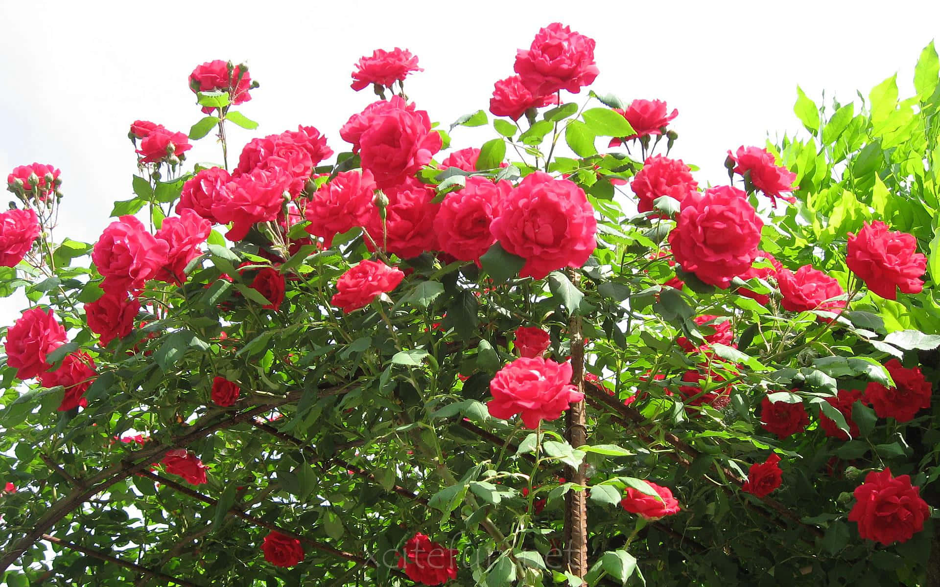 a tree with red roses