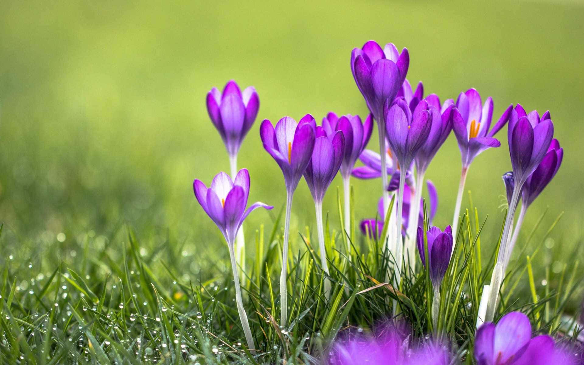 Purple Crocuses Are Growing In The Grass