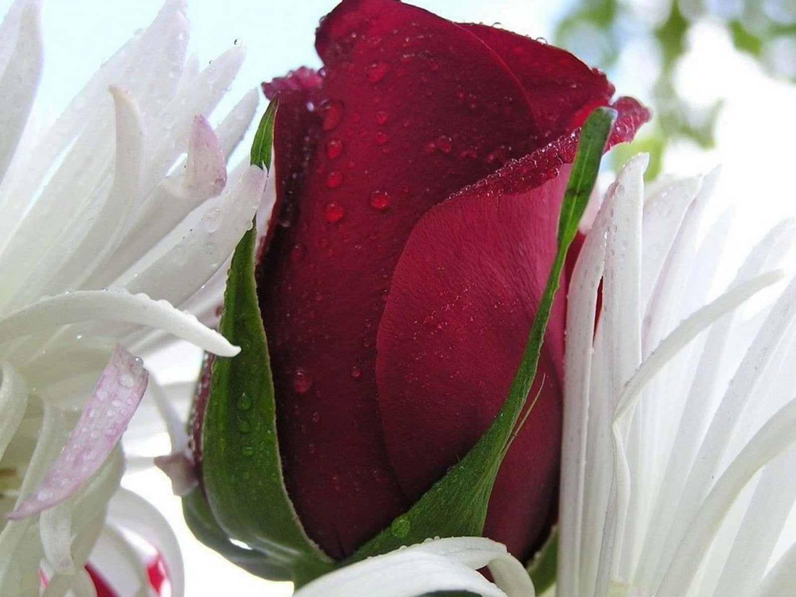 Enrød Rose Med Hvide Blomster.