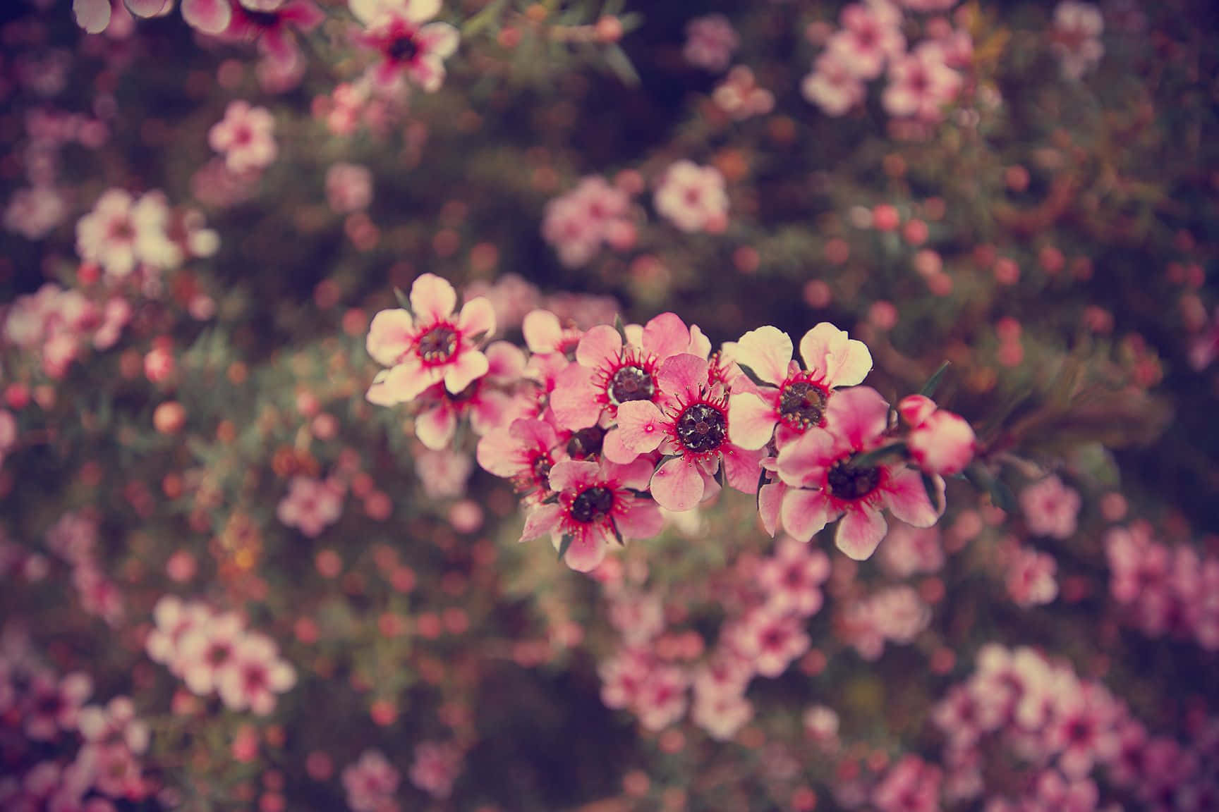 pink flowers on a tree Wallpaper