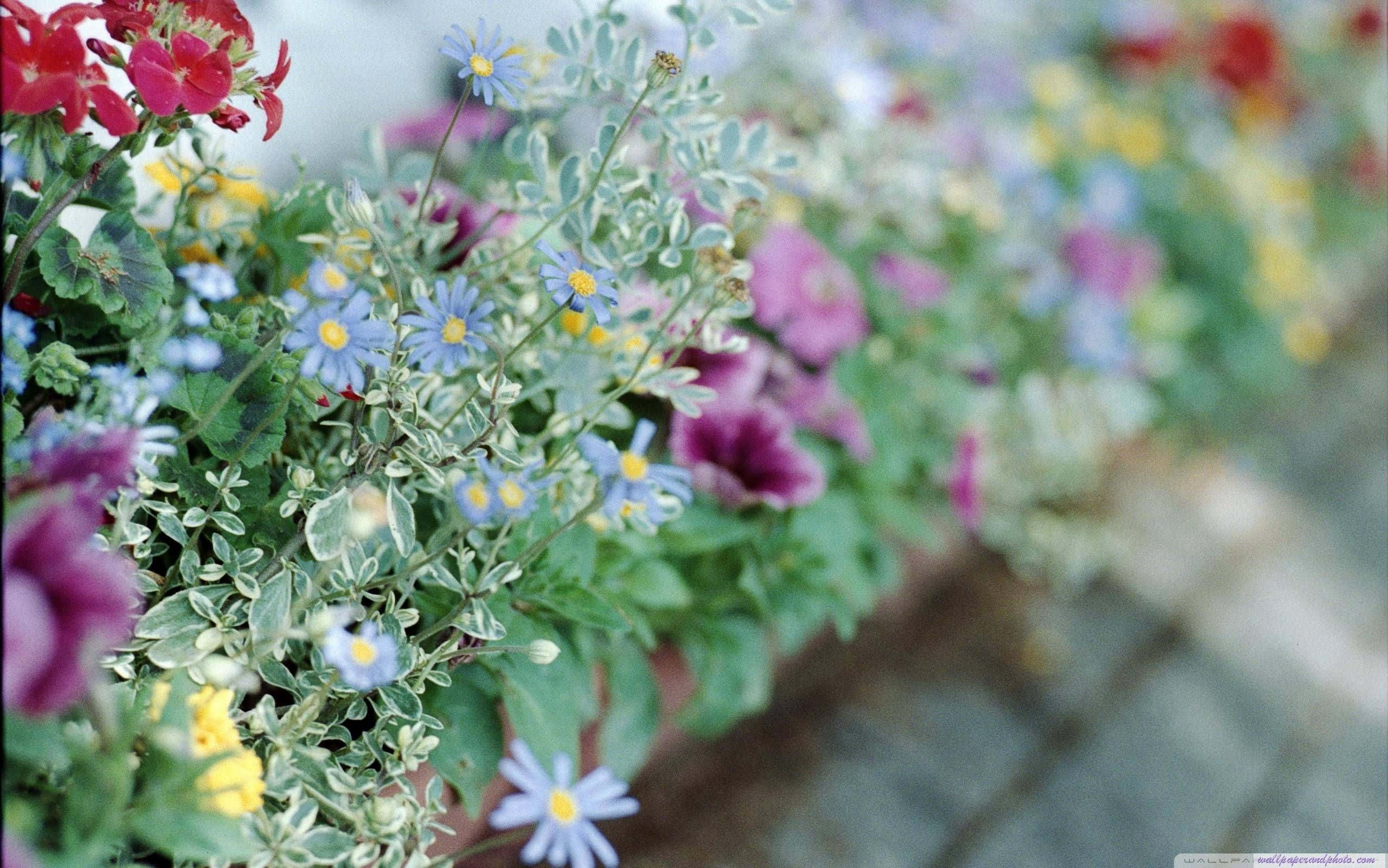 a flower box with many different flowers Wallpaper