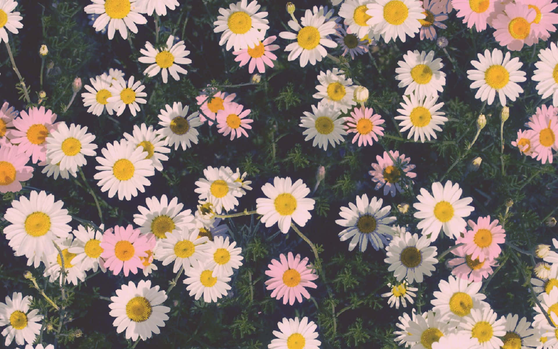 a field of daisies with pink and white flowers Wallpaper