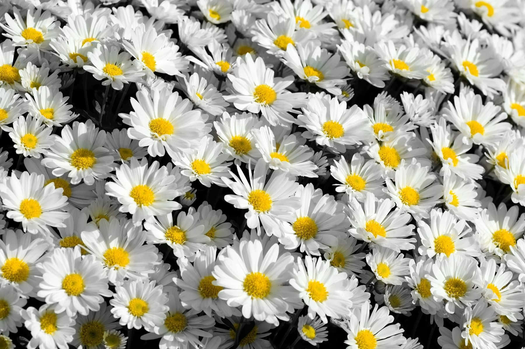 a black and white photo of daisies Wallpaper