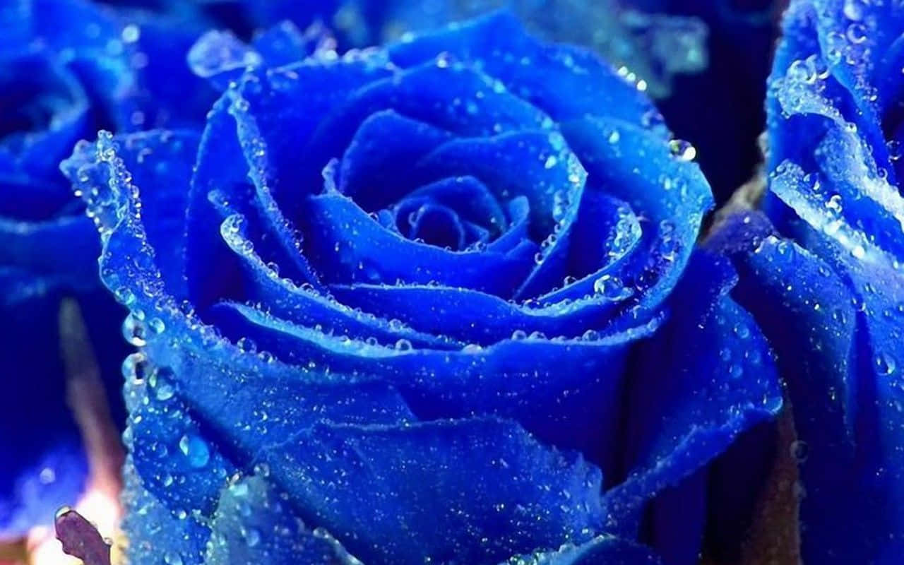 Blue Roses With Water Droplets On Them