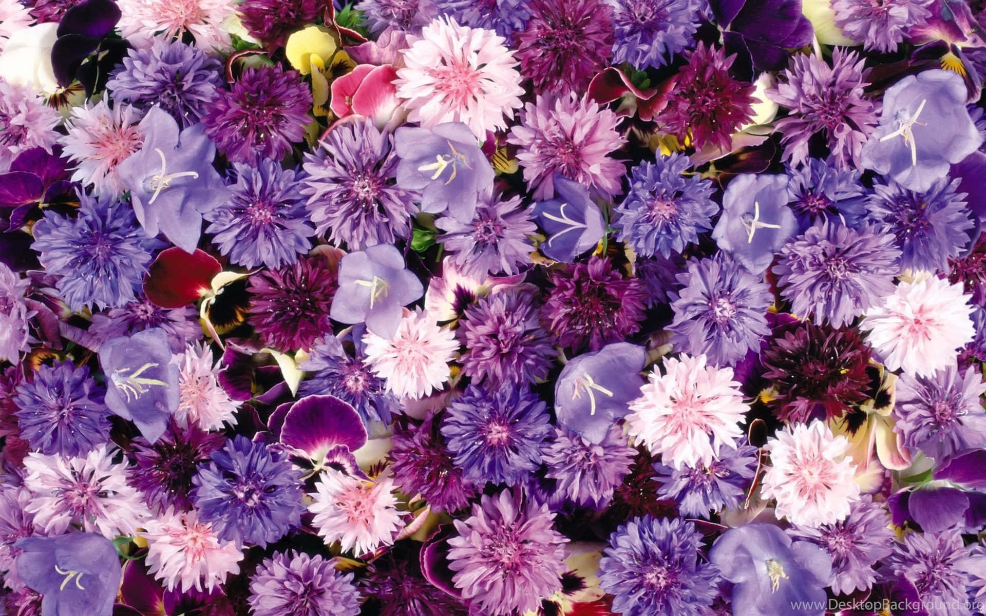 a close up of purple and pink flowers