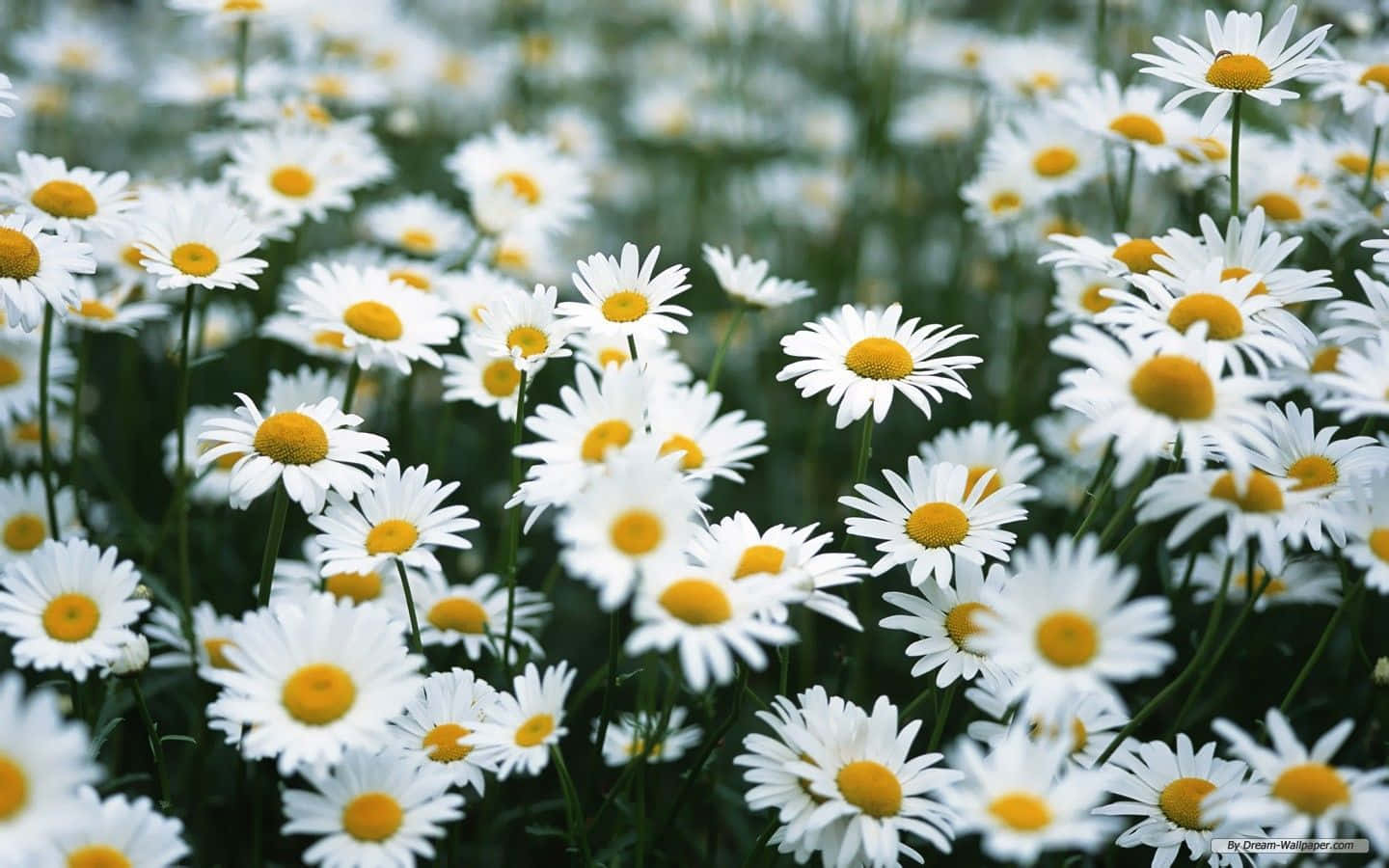 a field of white daisies with yellow centers Wallpaper
